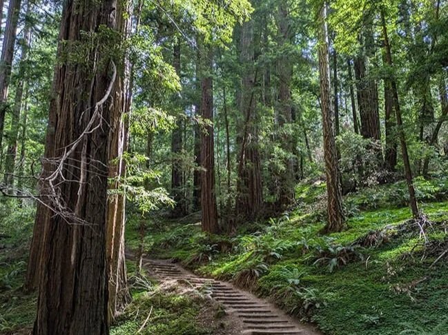 trail ascending through redwood trees and ferns in the Golden Gate Biosphere Network. (Copy) (Copy) (Copy)