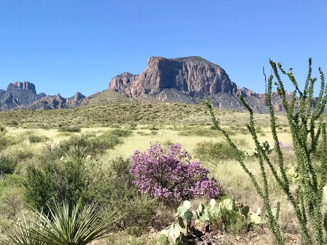 Texas Big Bend biosphere region chisos green cenizo.