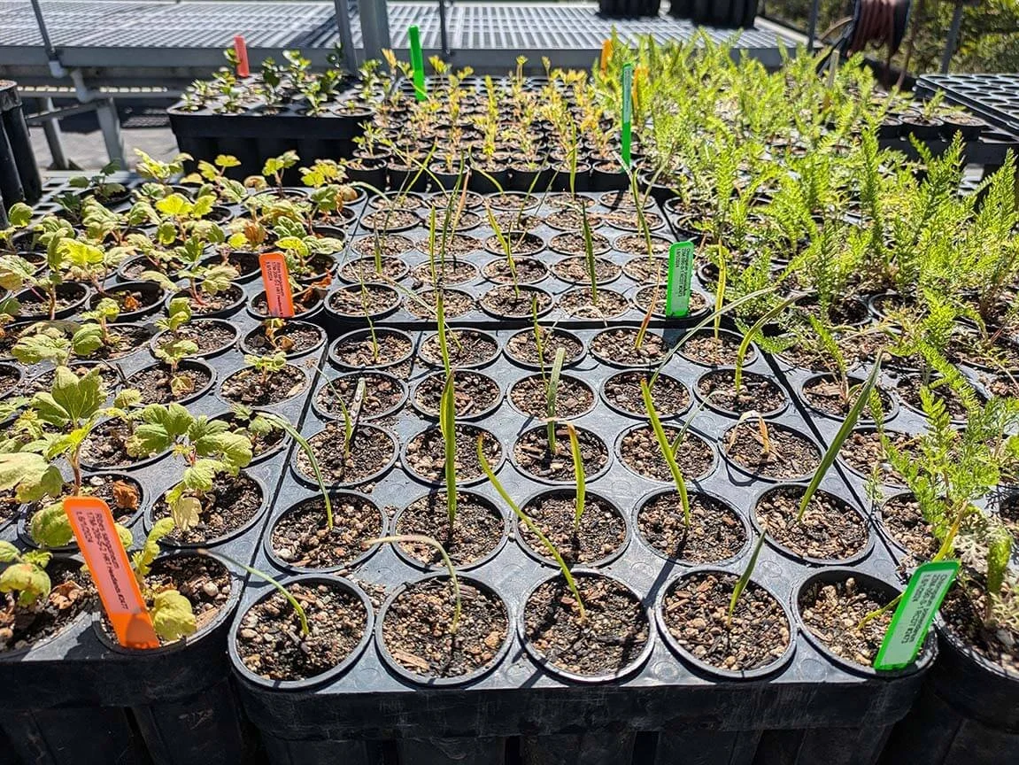 Plants growing in nursery