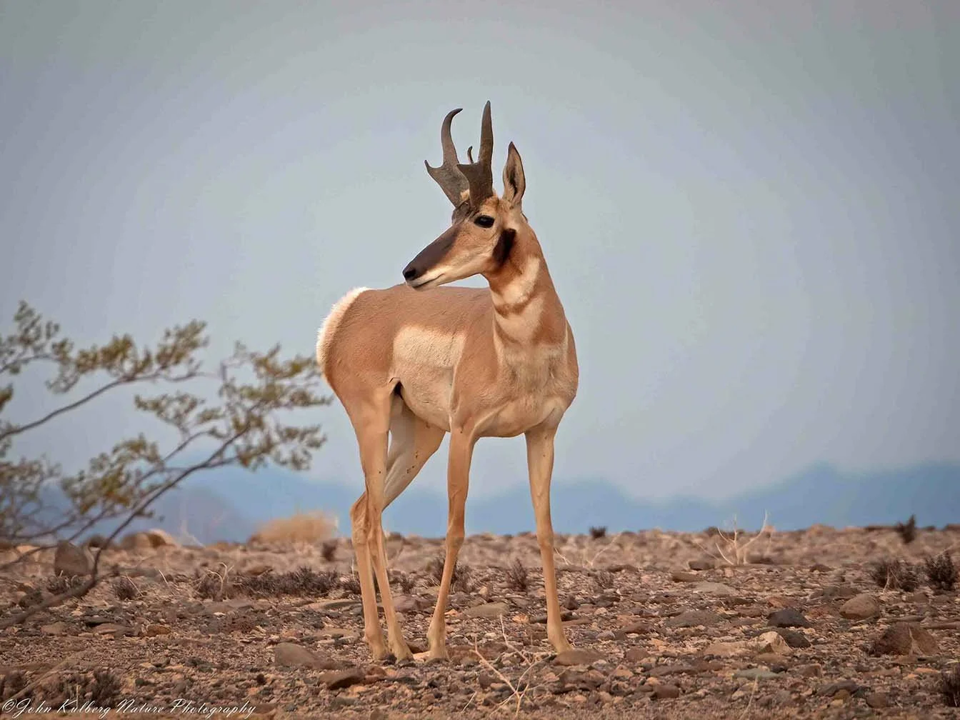 In this image, a pronghorn antelope stands on a rocky, desert landscape with sparse vegetation and distant mountains in the background. The sky is clear with a slight gradient from blue to light.