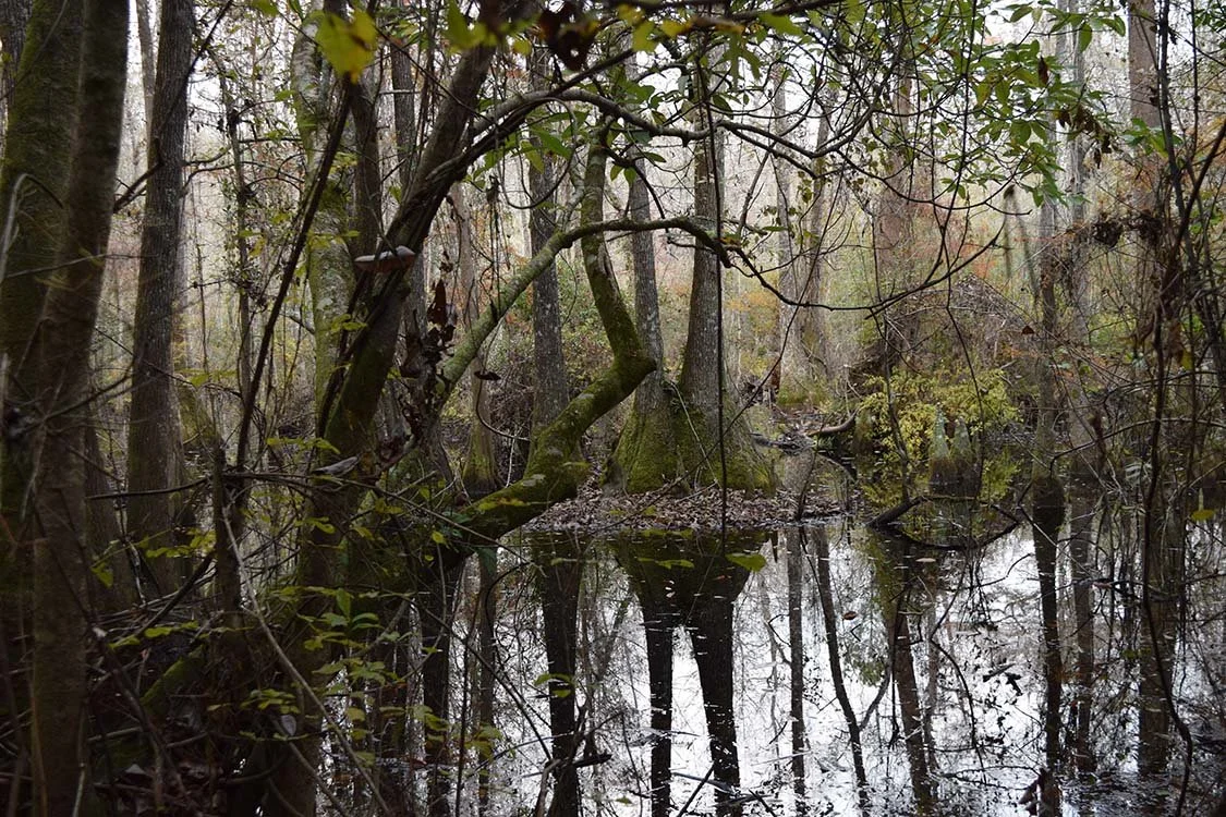 Big Thicket Swap full of trees standing in water from the Big Thicket Biosphere Region
