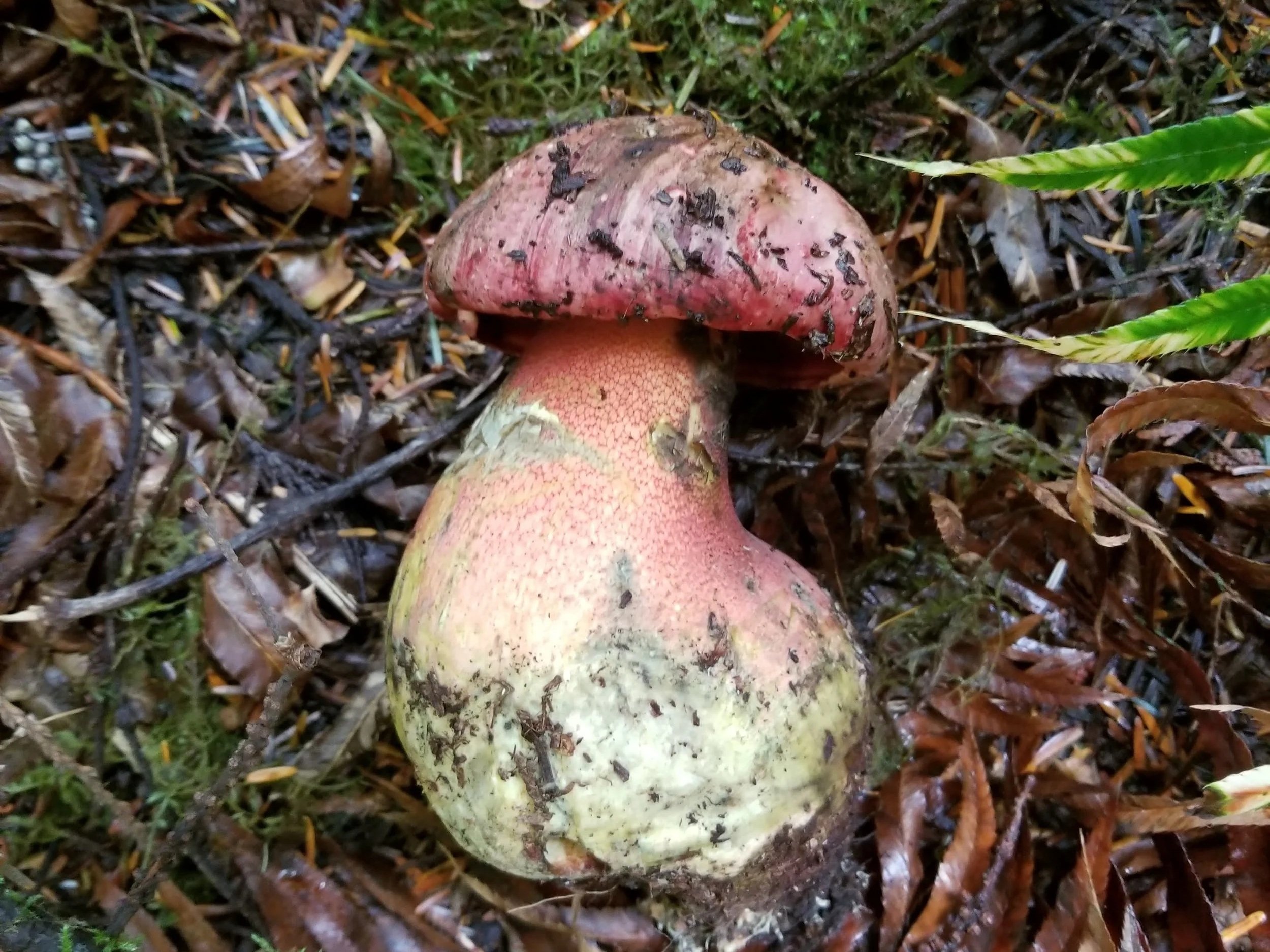 Either Rubroboletus pulcherrimus (Red-pored Bolete) or eastwoodiae (Satan's Bolete), a large, squat pinkish-red mushroom with a thick, bulbous stem.