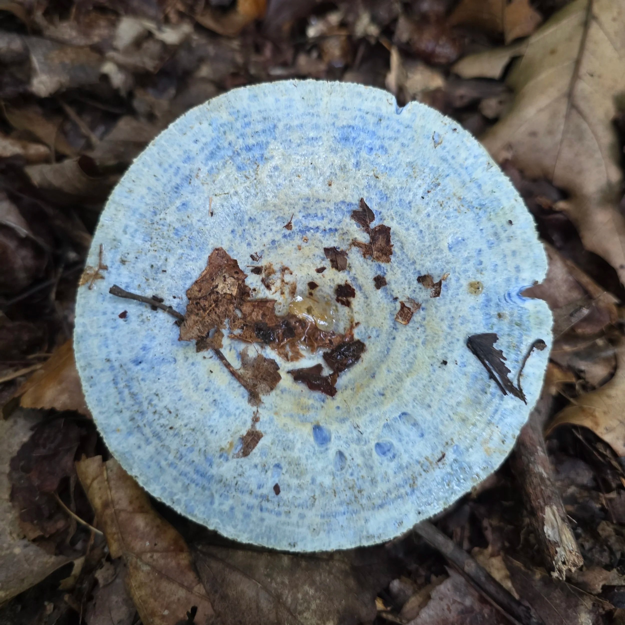 The top of an indigo milk cap mushroom, featuring pale blue coloring with zones of cerulean. Bits of leaf litter are on the cap.