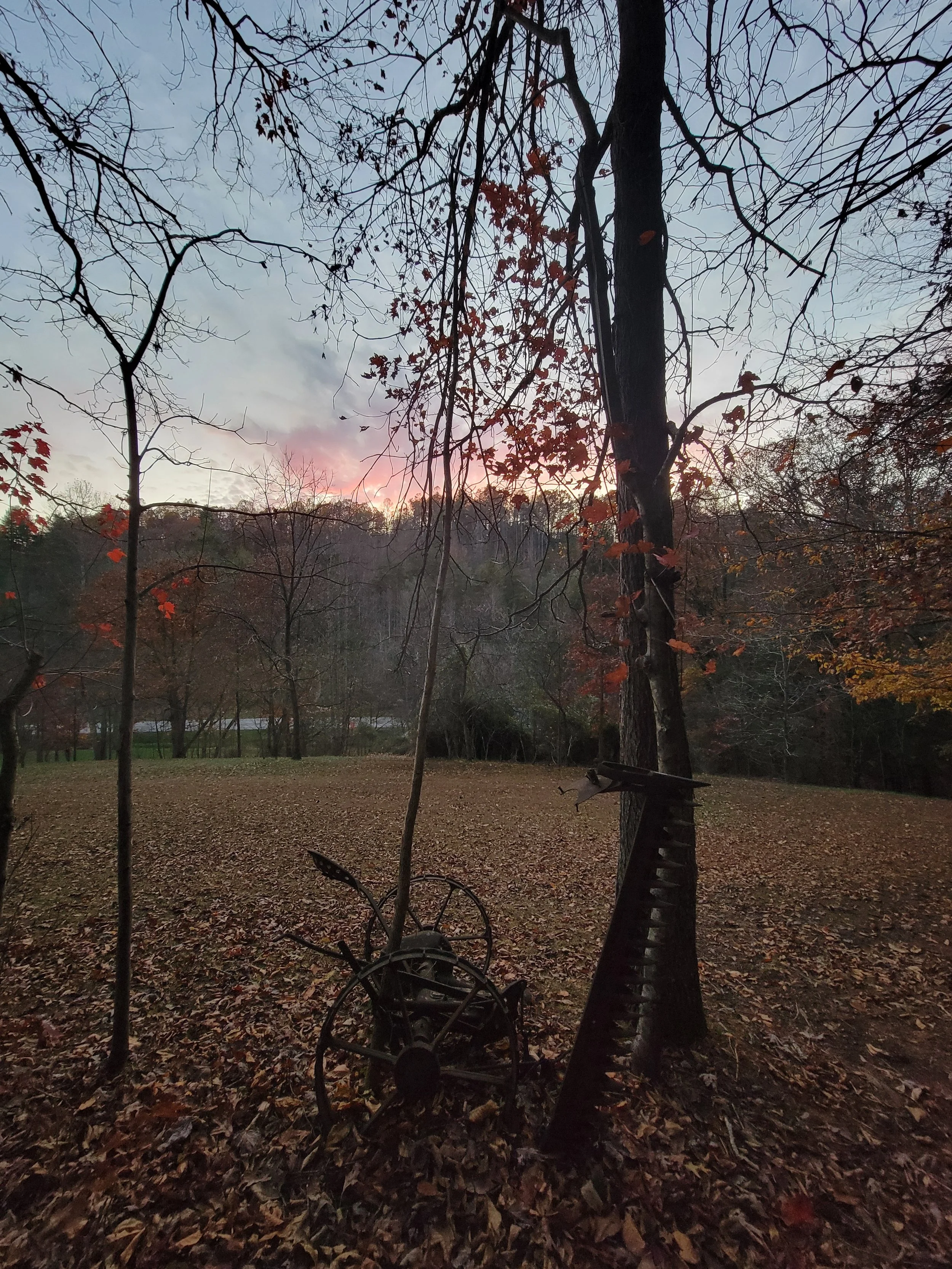 Autumn landscape with fallen leaves, leafless trees, and an old, abandoned piece of farm equipment in a park at sunset.