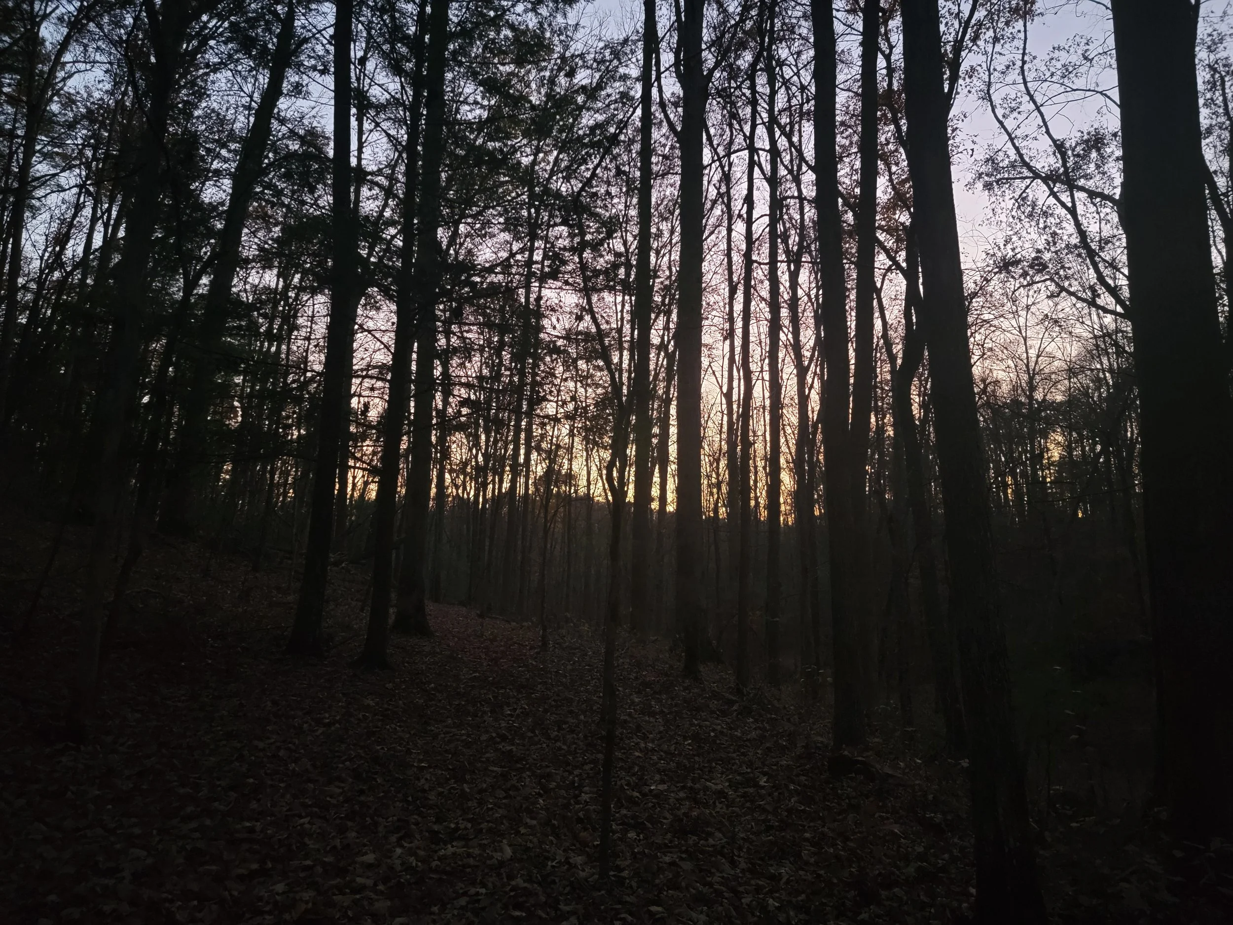 Inside a forest during sunset, with trees silhouetted against a pale lilac and yellow sky