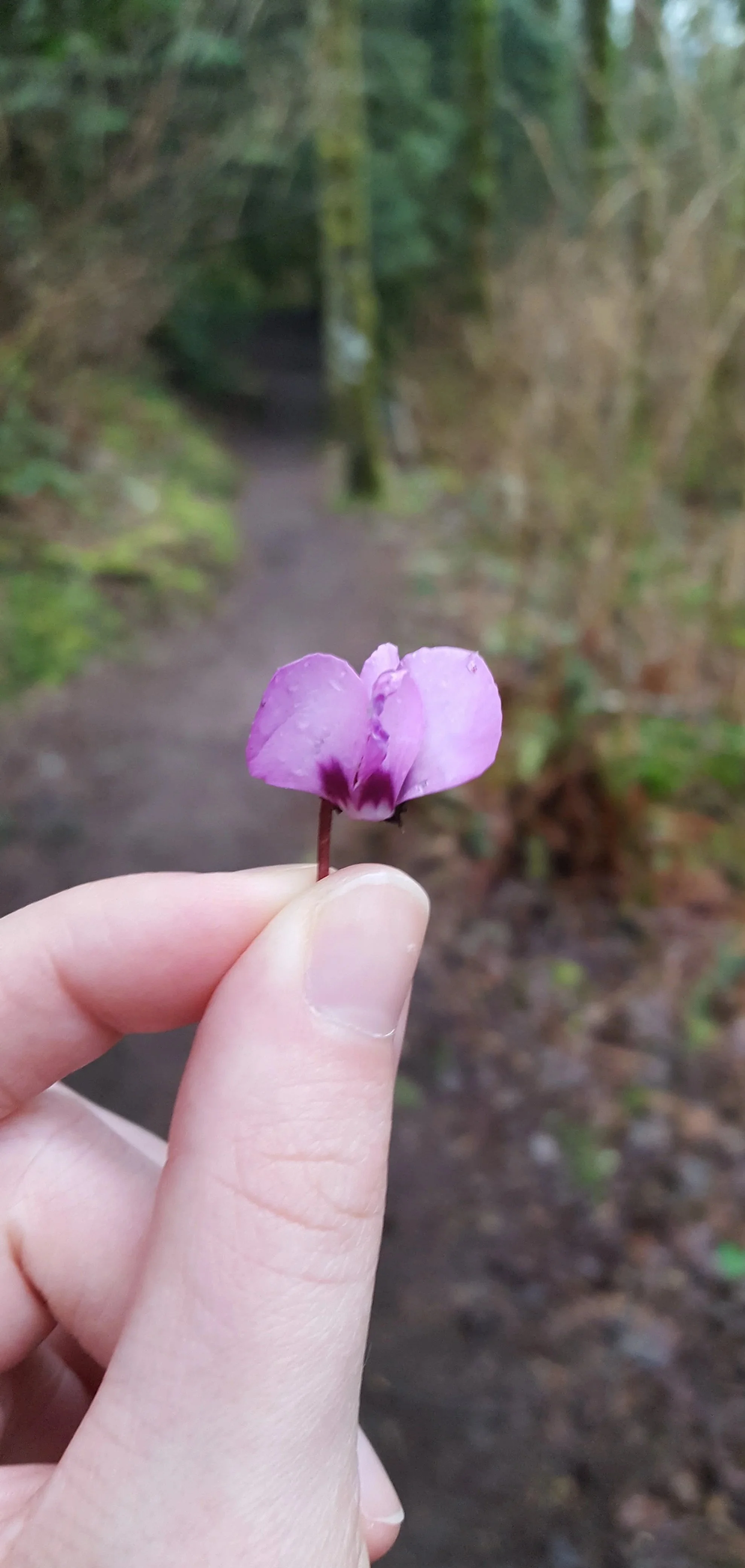A person holding a small pink flower with wet petals in front of a forest path.