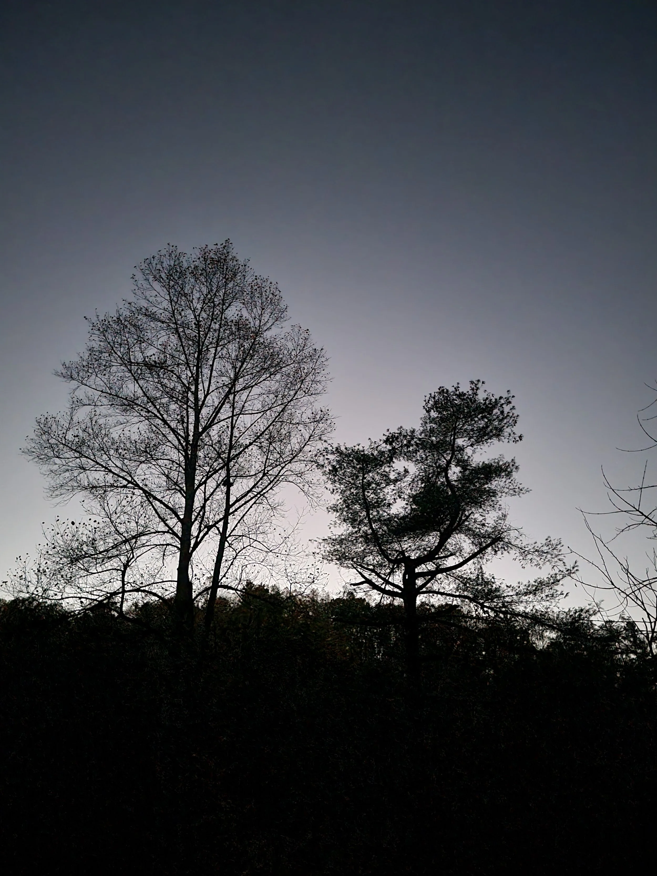 Silhouettes of two trees against a dusk or dawn sky with gradient shades of blue and gray.