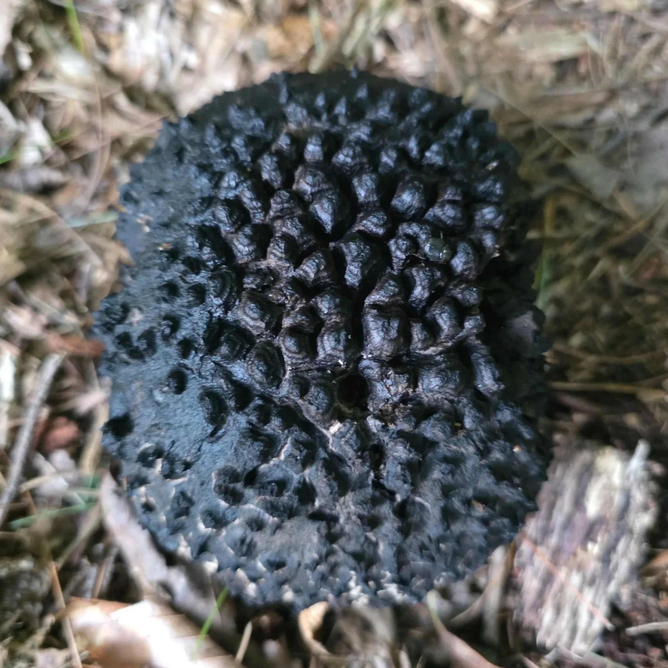 Dark, scaly cap of an Old Man of the Woods mushroom, with dark, pointed, wooly blackish scales, growing from leaf litter.