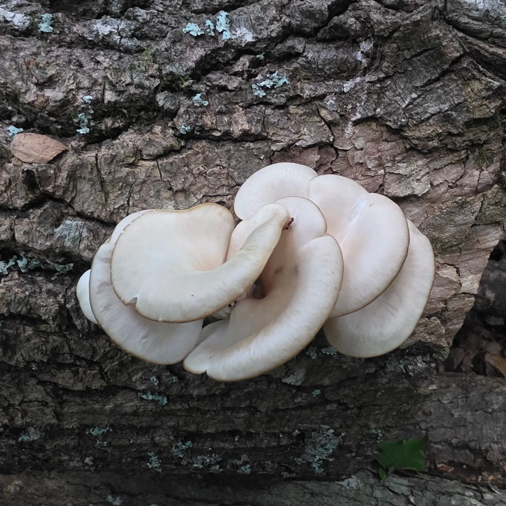 A bright white oyster mushroom cluster with delicate, overlapping fan-shaped caps, growing from hardwood.