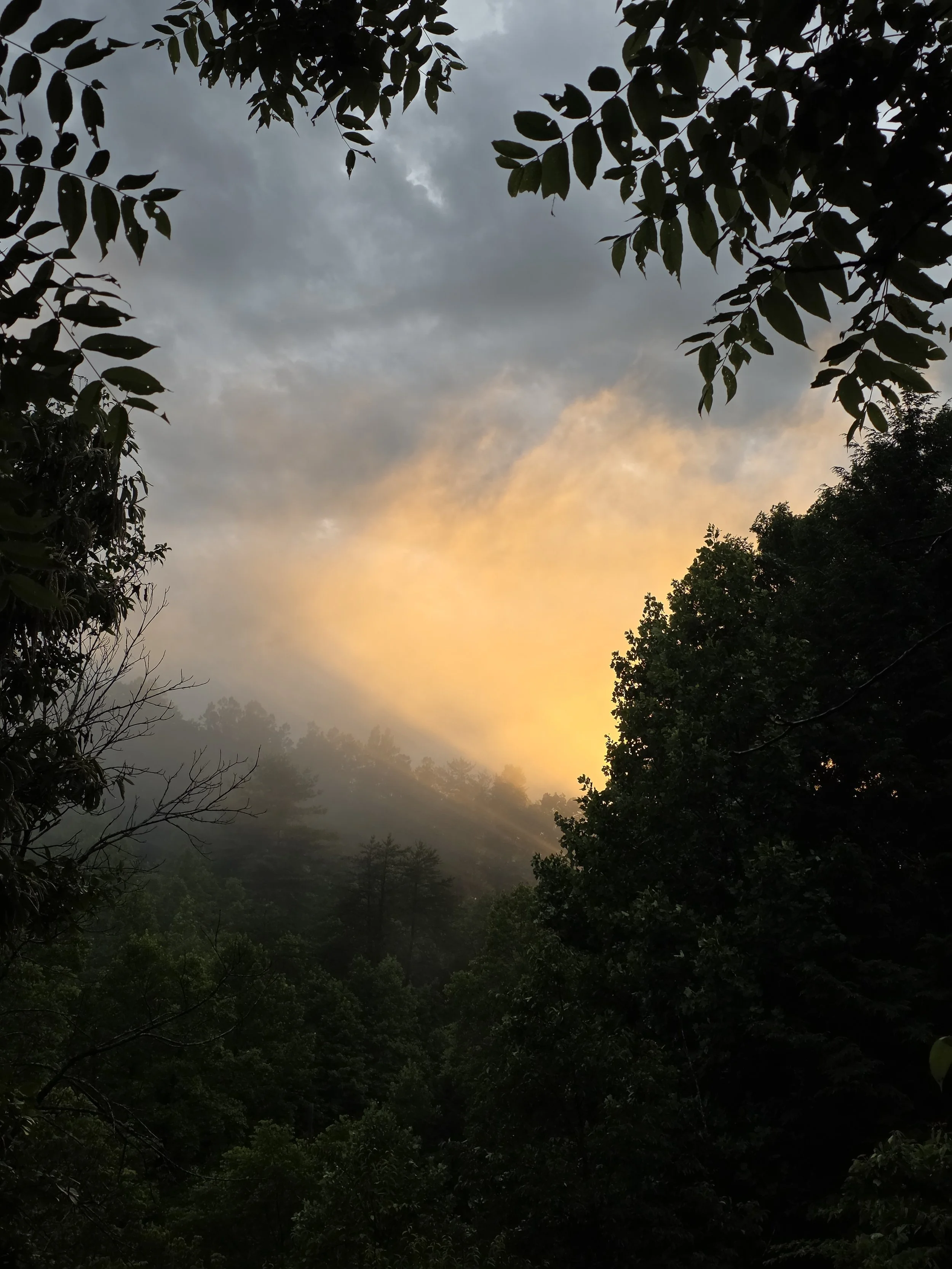 A bright yellow sunset filtered through post-rain mist above a deep forest.