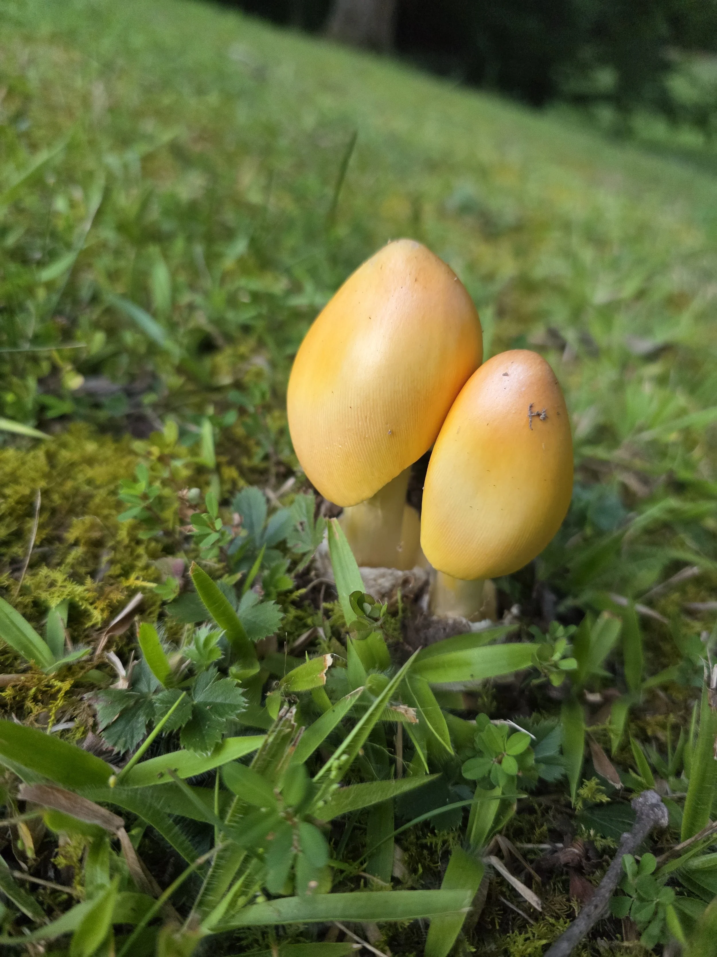 Two slender Caesar mushroom buttons. Smooth, vibrant yellow-orange, egg-shaped caps with bases nestled inside a volva.