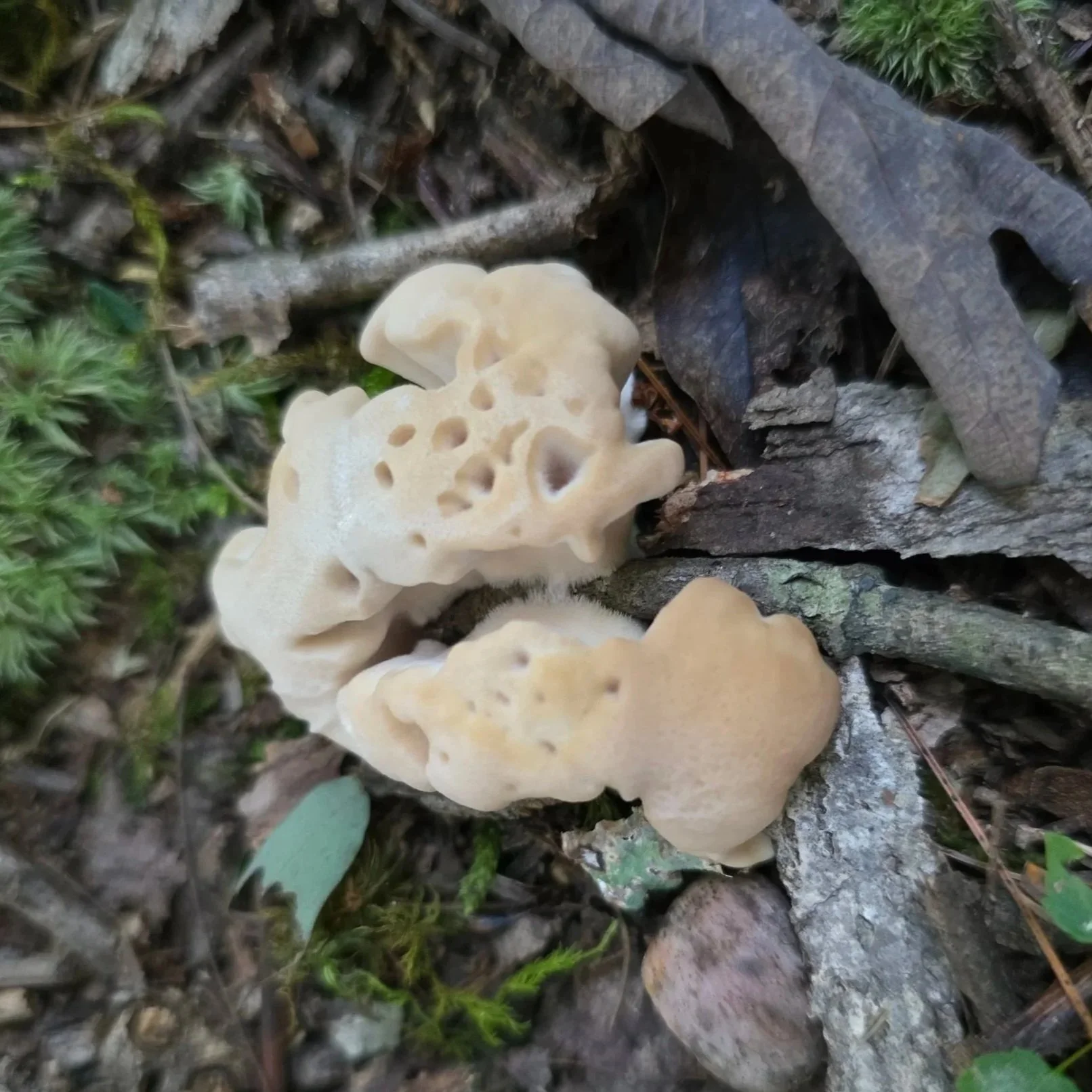 A cream colored white coral jelly fungus growing on leaf litter. It is gelatinous, lobed, and pitted.