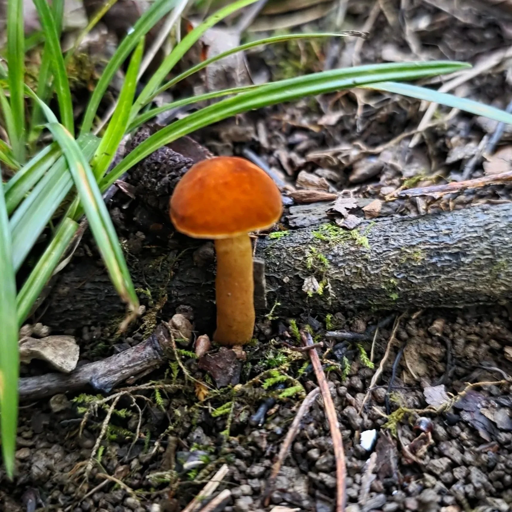 A bolete-type fungus that looks like it's made of crushed orange velvet, growing from forest litter, next to a small log.