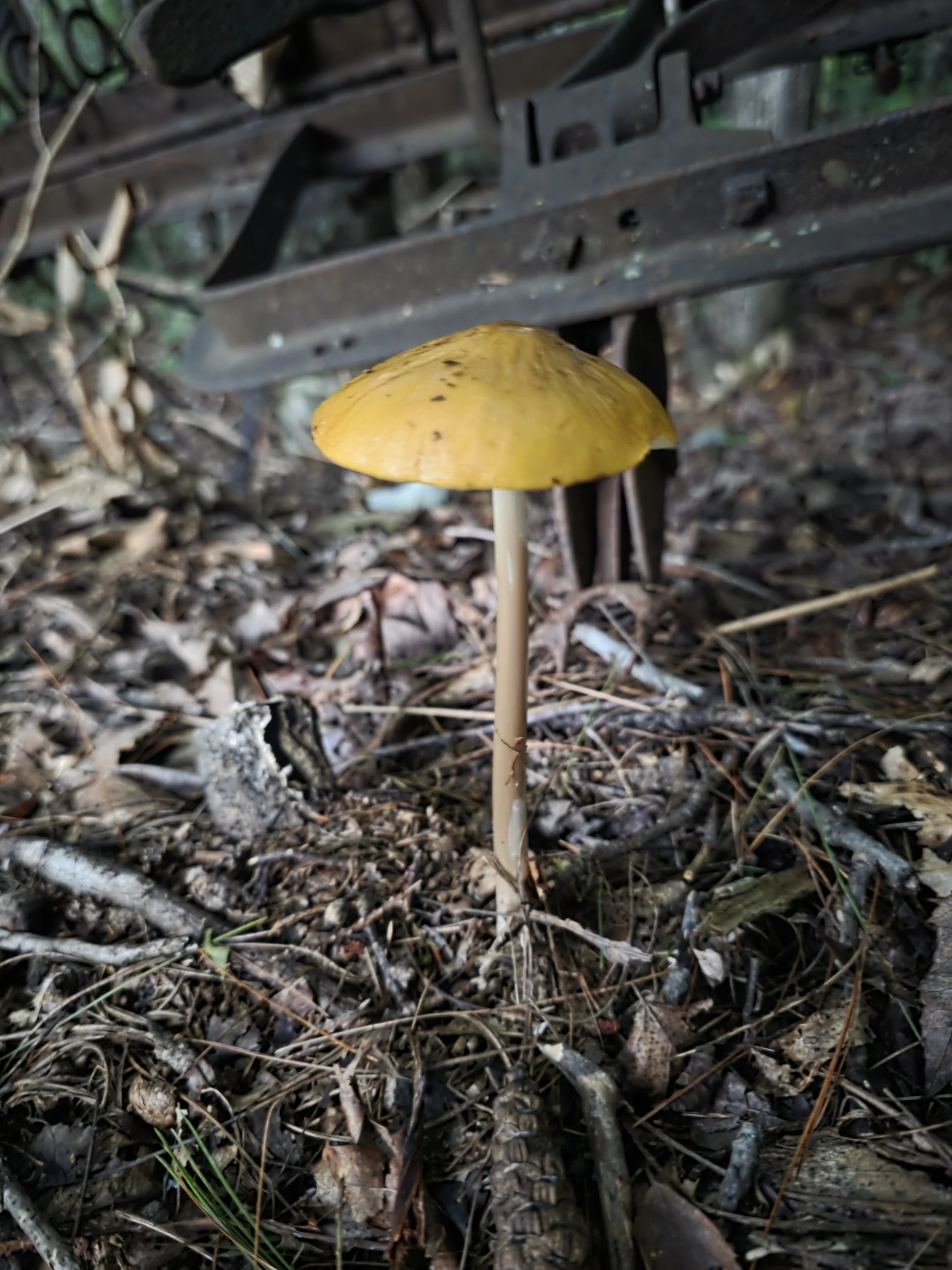 A bright yellow waxcap mushroom, with gills, a convex cap, and a slender, cream colored stipe growing from forest debris.