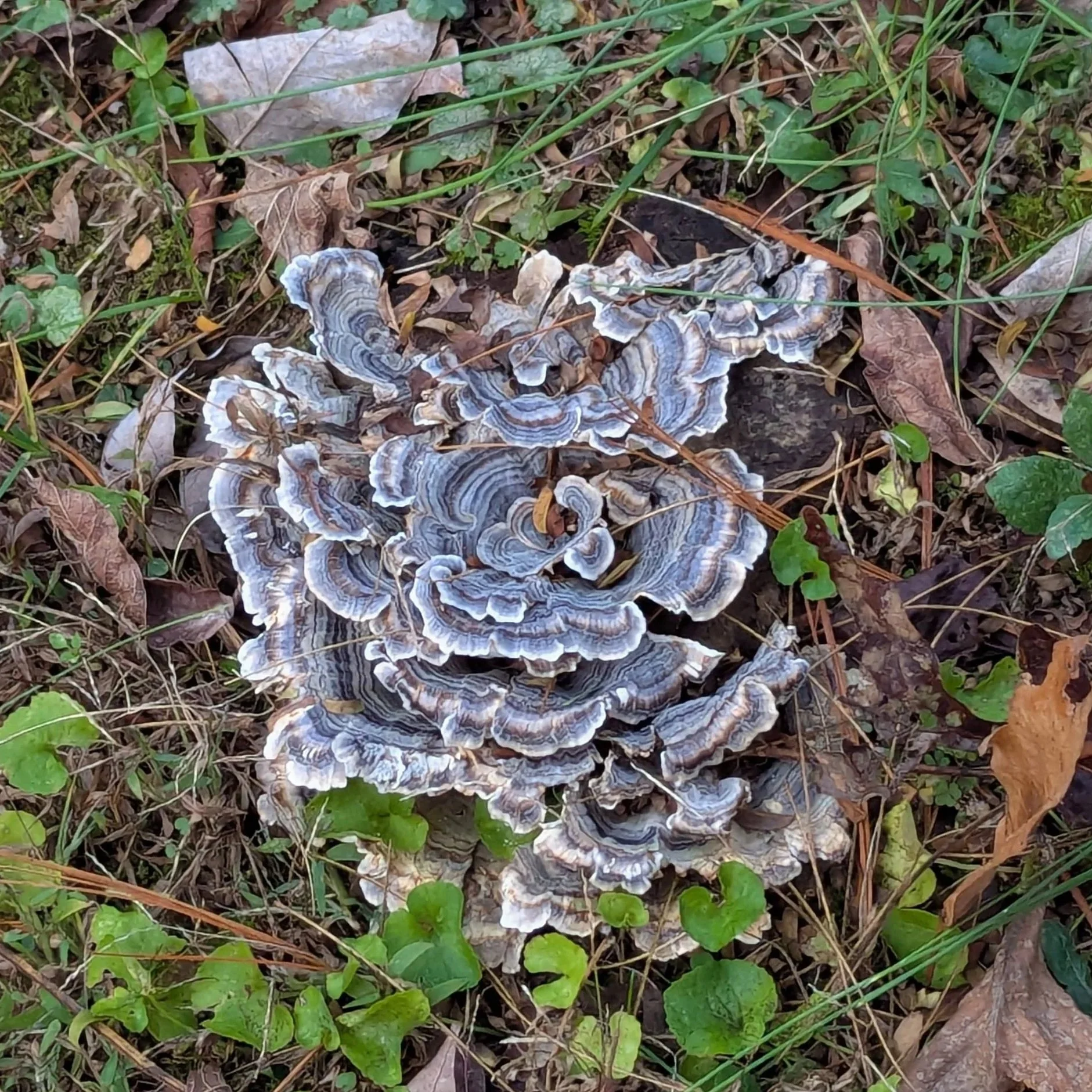 A cluster of velvety blue turkey tail mushroom. Displays ruffled, fan-shaped caps arranged in a rosette cluster with bands of blue, gray, and white.