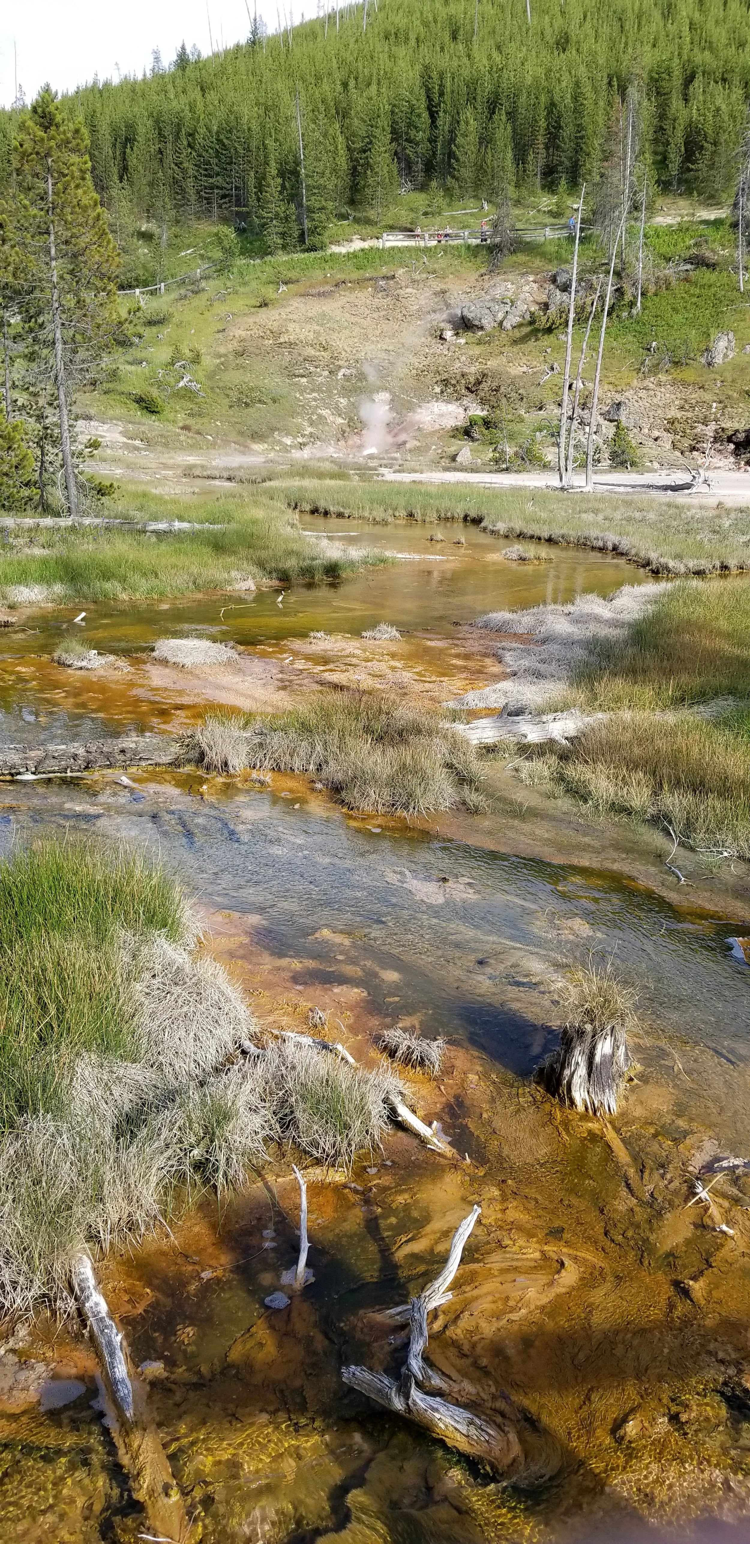 A natural hot spring flowing into a creek amidst lush green grass, trees, and hills with a geothermal steam rising from the ground in the background.