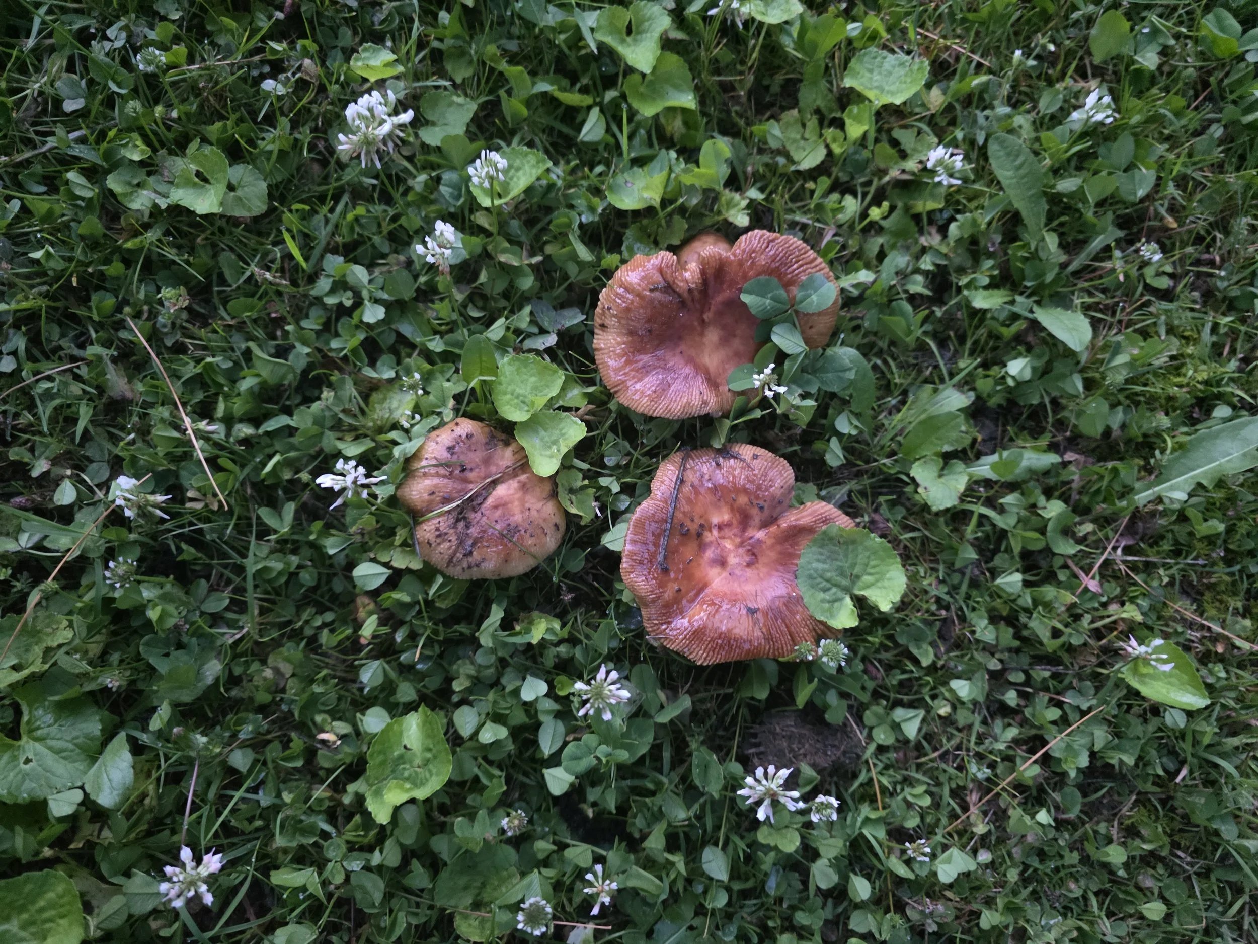 A cluster of vibrant, wine-red to pinkish colored, gilled Russula, with convex, depressed caps, growing in a bed of clover.