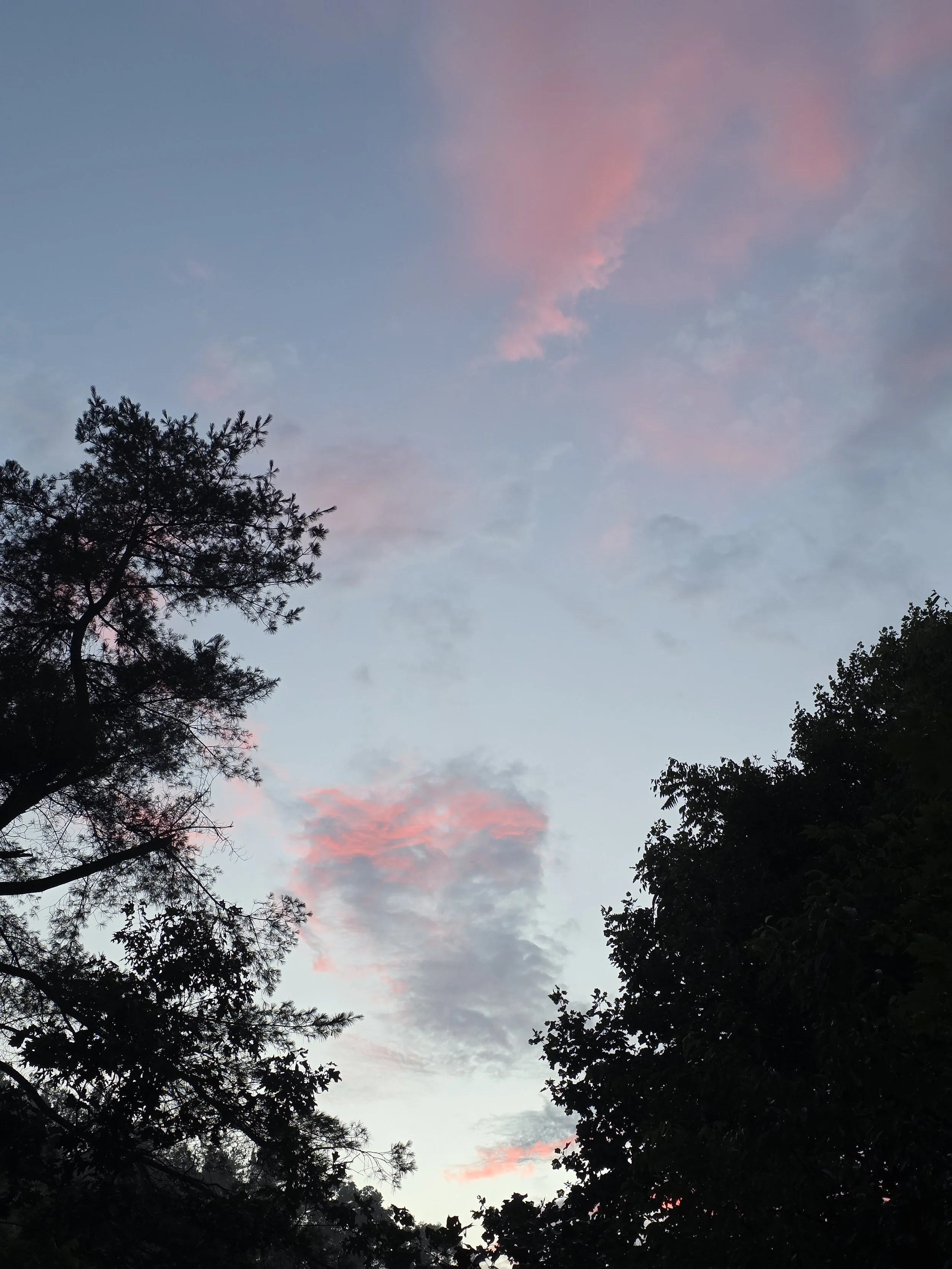 A twilight sky above the treetops, with clouds so vibrant pink they look almost fake.