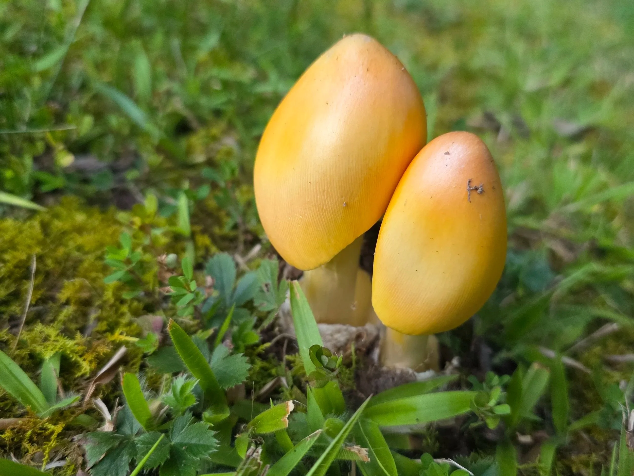 Two slender Caesar mushroom buttons. Smooth, vibrant yellow-orange, egg-shaped caps with bases nestled inside a volva.