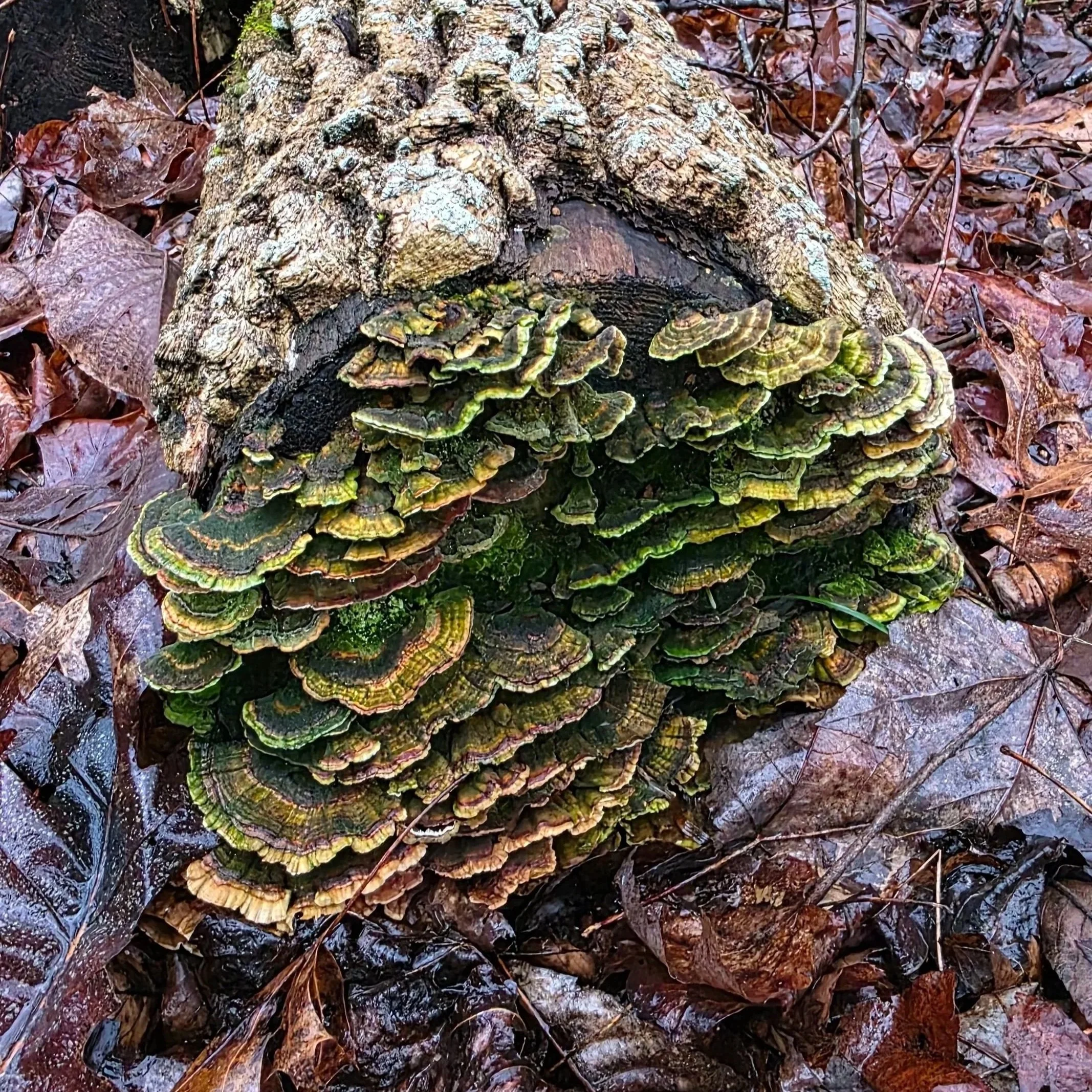 Algae stained turkey tail polypore cluster with concentric zones of brown, tan and cream, overlaid with vibrant green patches.