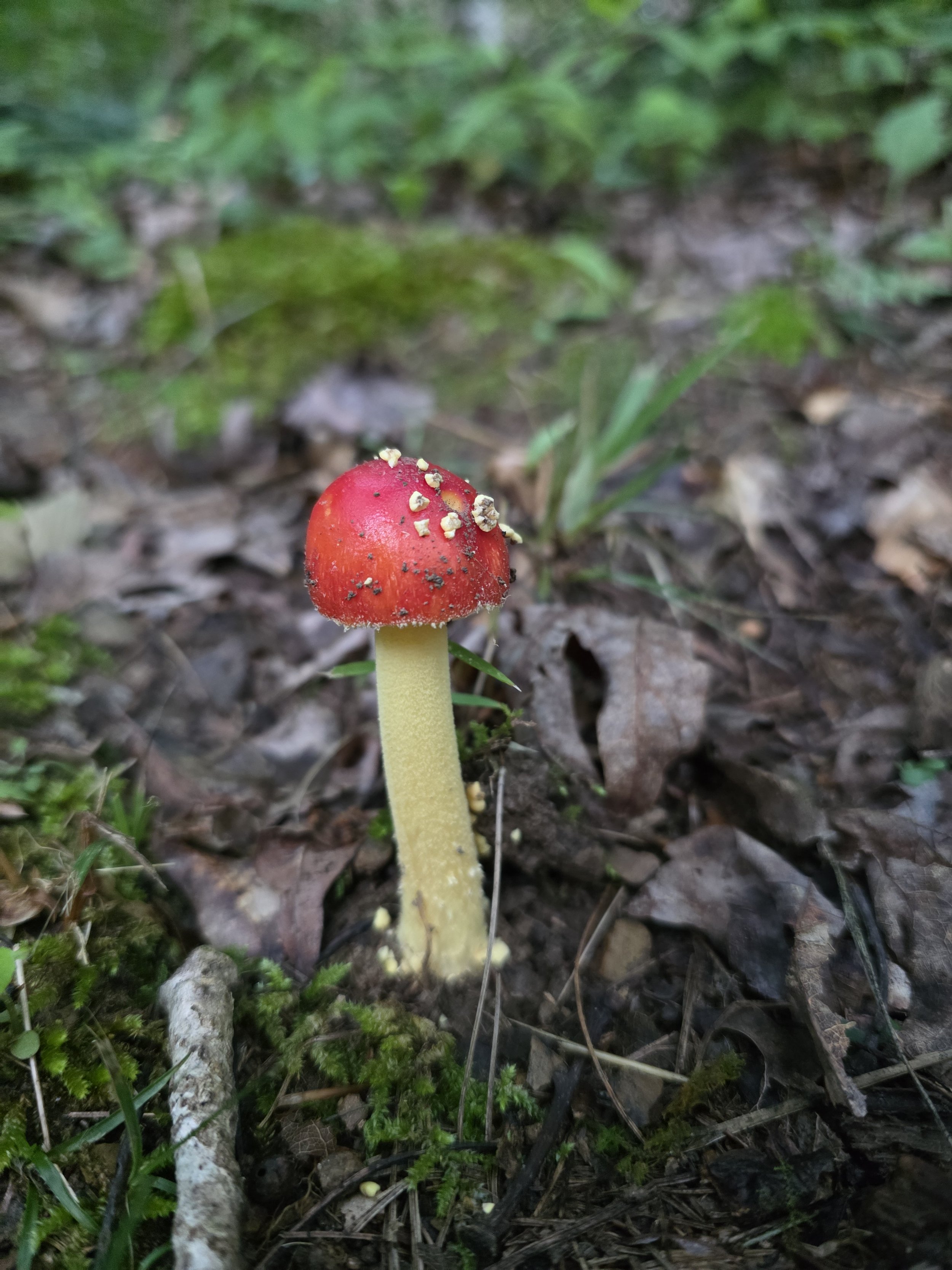 A young fly agaric mushroom with cherry red coloring and speckled with white warts, growing from leaf litter.