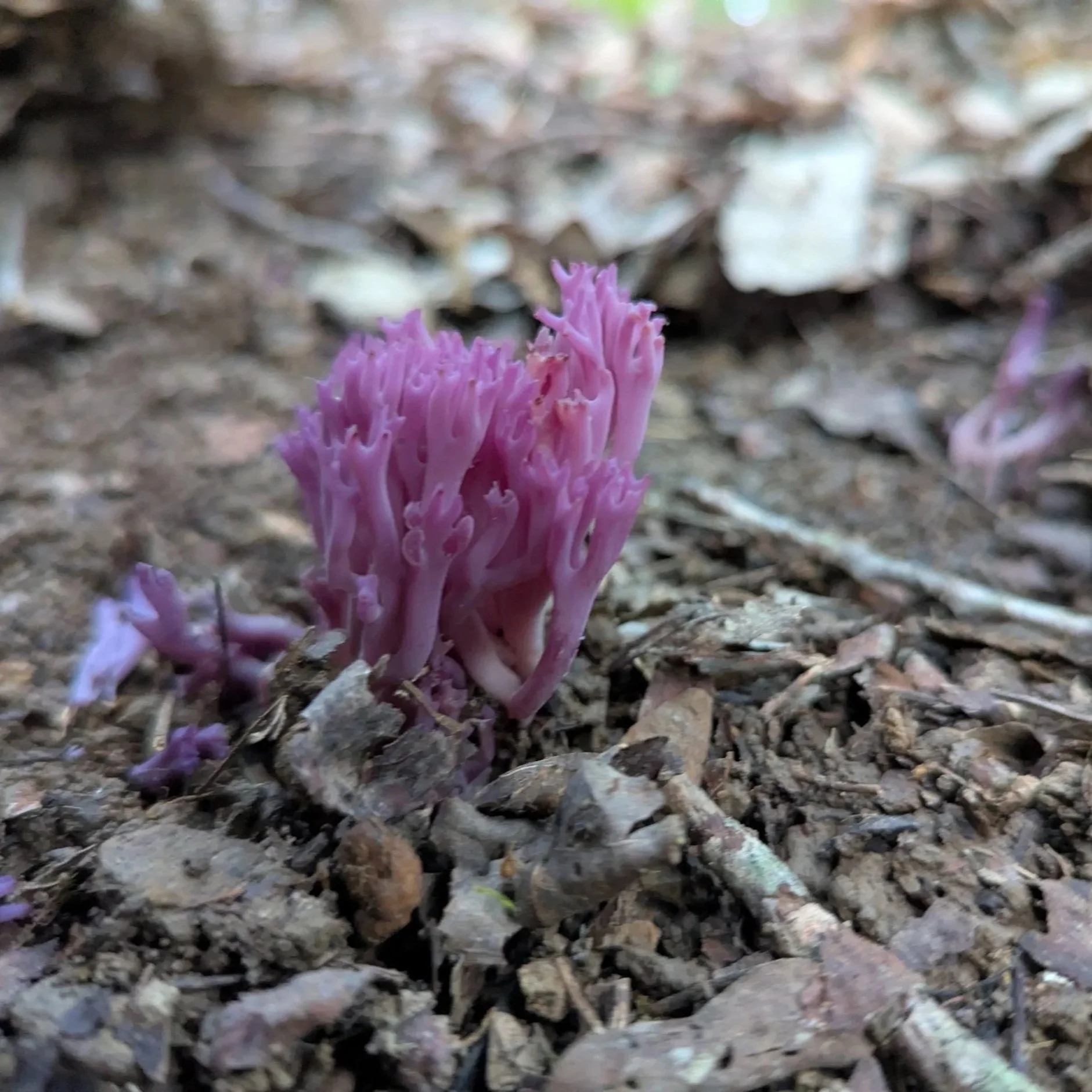 A violet coral fungus, with vibrant purple, tubular branches. It grows from forest debris.