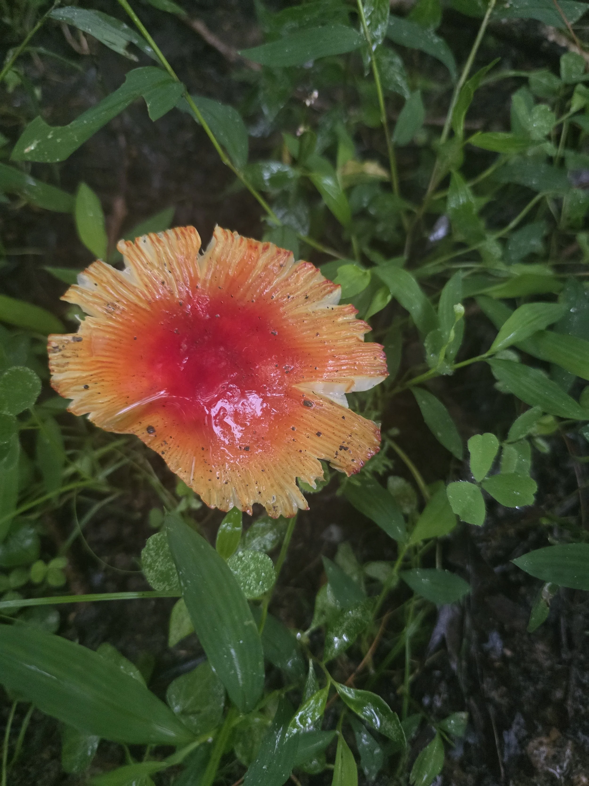 A striking, vibrant red and orange Amanita genus mushroom, damaged from heavy rain.