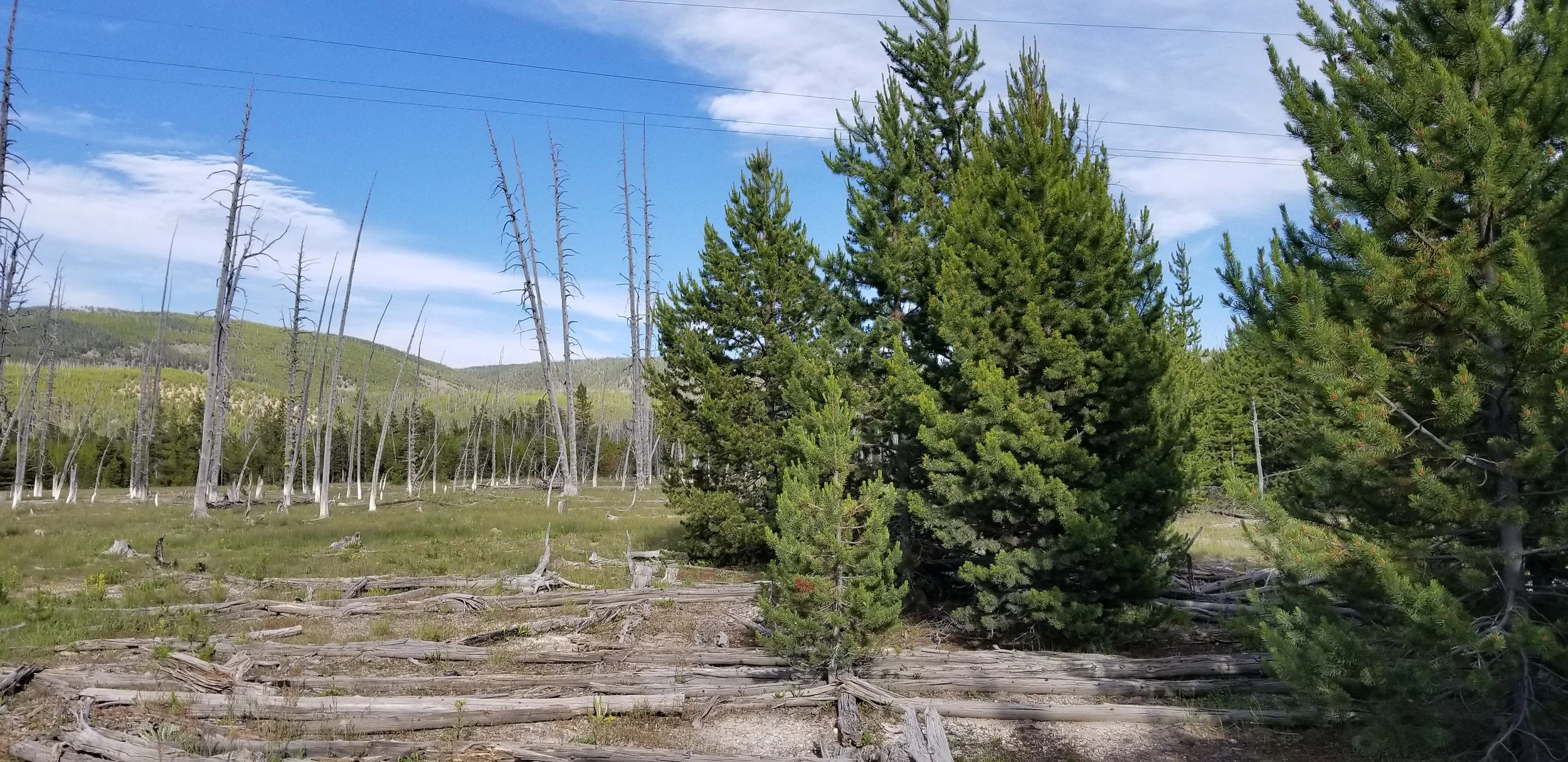 A landscape with green trees, some dead trees, and a mountain in the background under a partly cloudy sky.