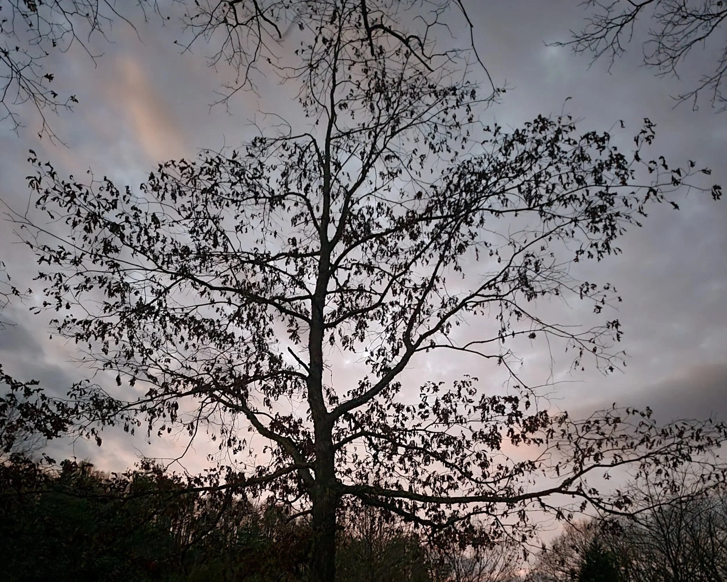 A muted twilight sky with a defoliating tree in the foreground.