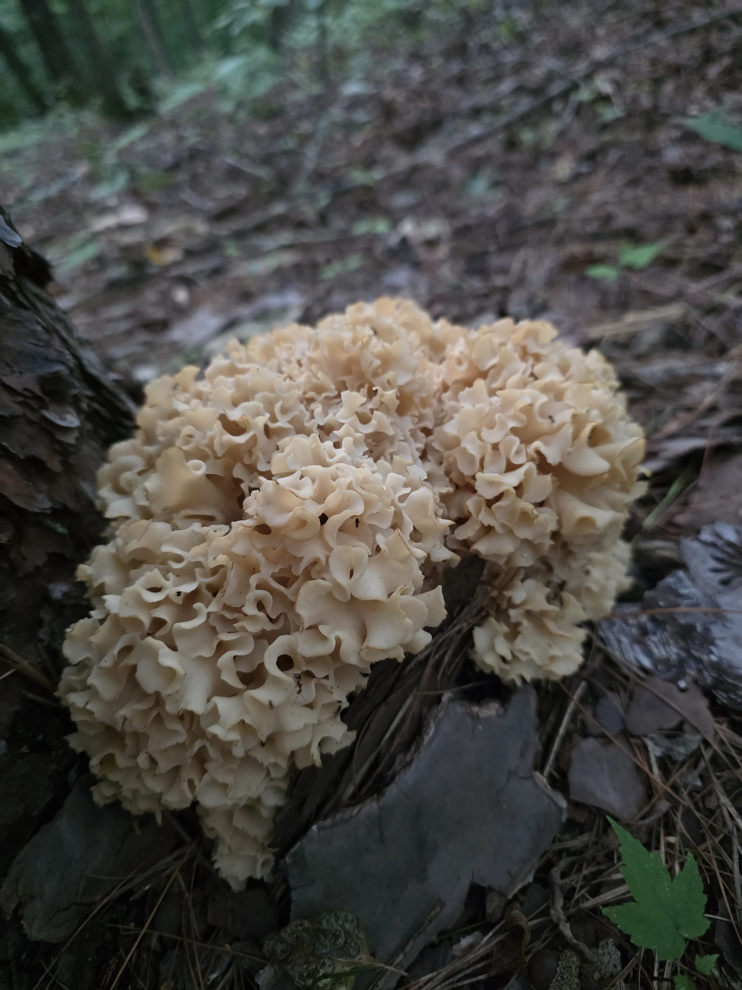 A large cauliflower mushroom growing in a dense, rounded cluster against a tree. It is a pale cream-colored, wavy, and has flattened leaflike branches resembling coral.