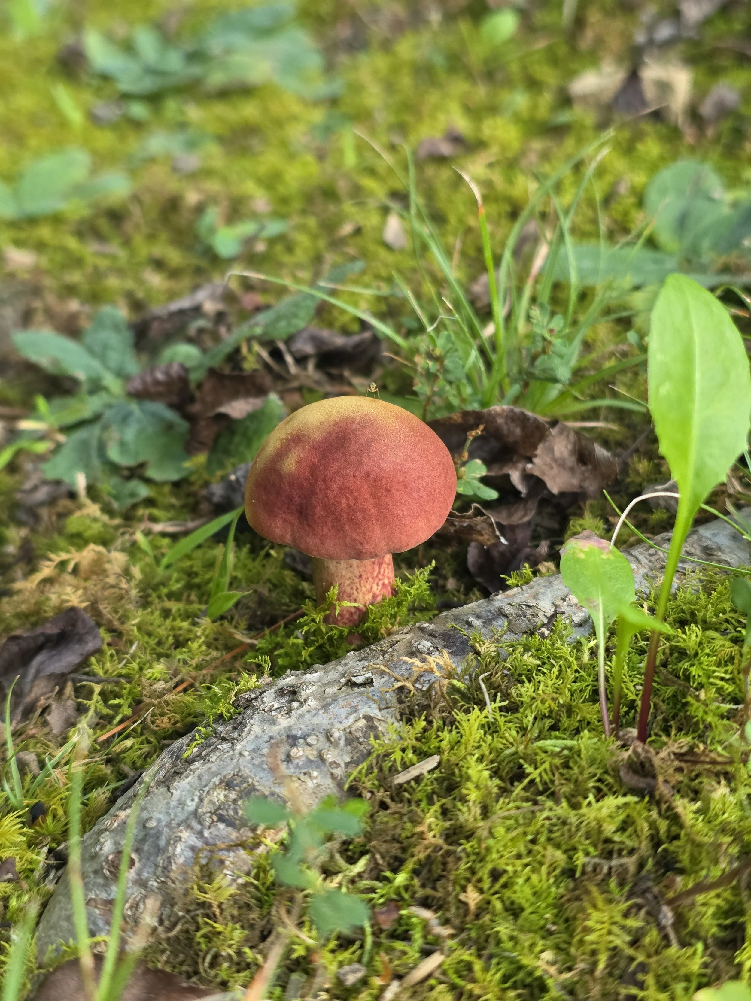 A ruby bolete emerging from vibrant green moss, with pinkish-red coloring.