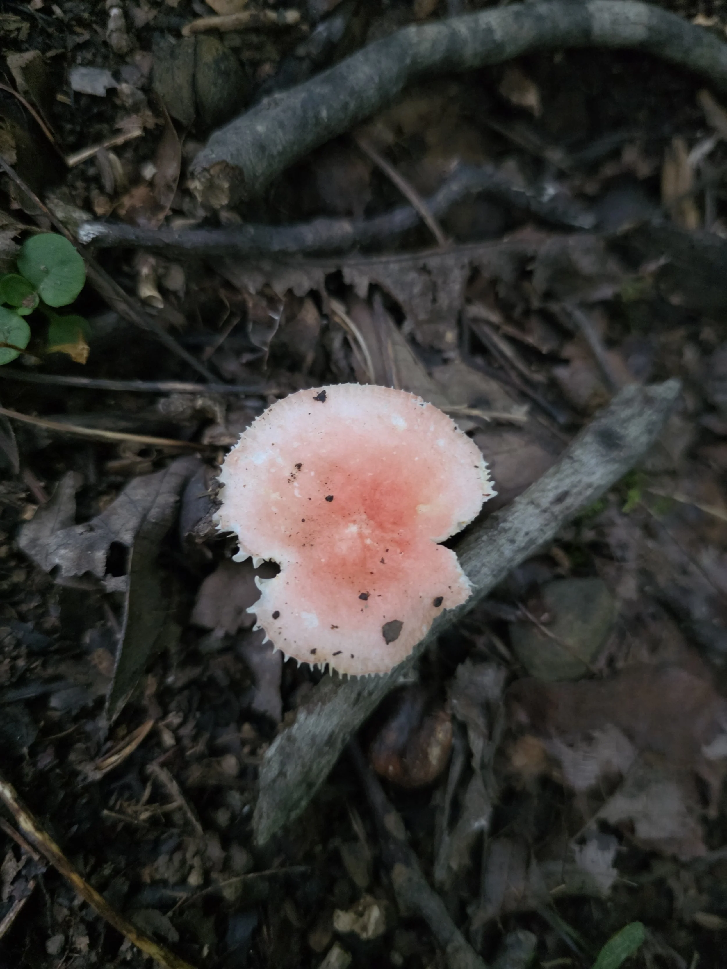 A pale pink capped Russula mushroom with a scalloped margin, growing from forest debris.