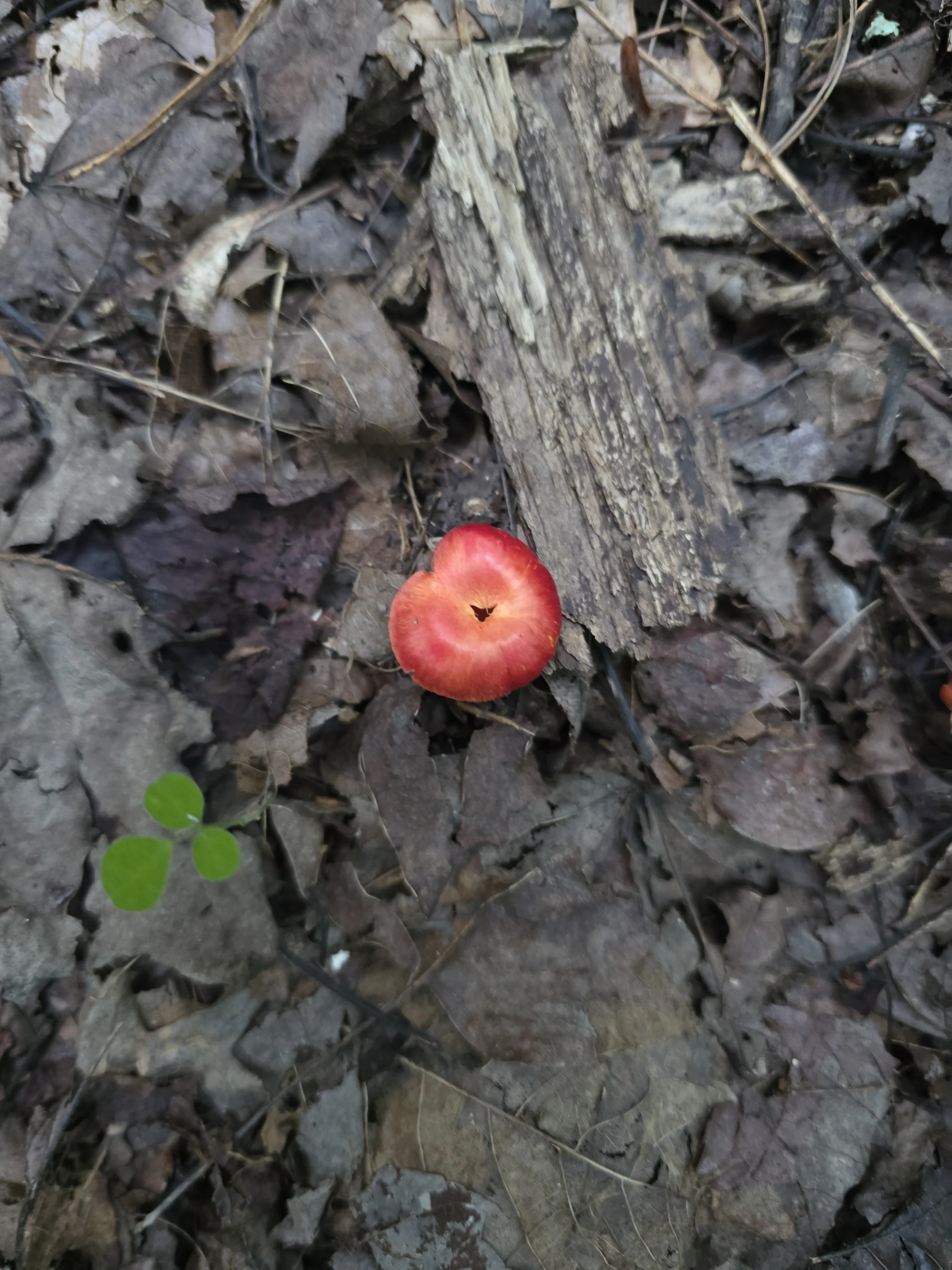 A scarlet waxcap mushroom with vibrant crimson-red color and a smooth, glossy cap with a center depression, on a bed of leaves