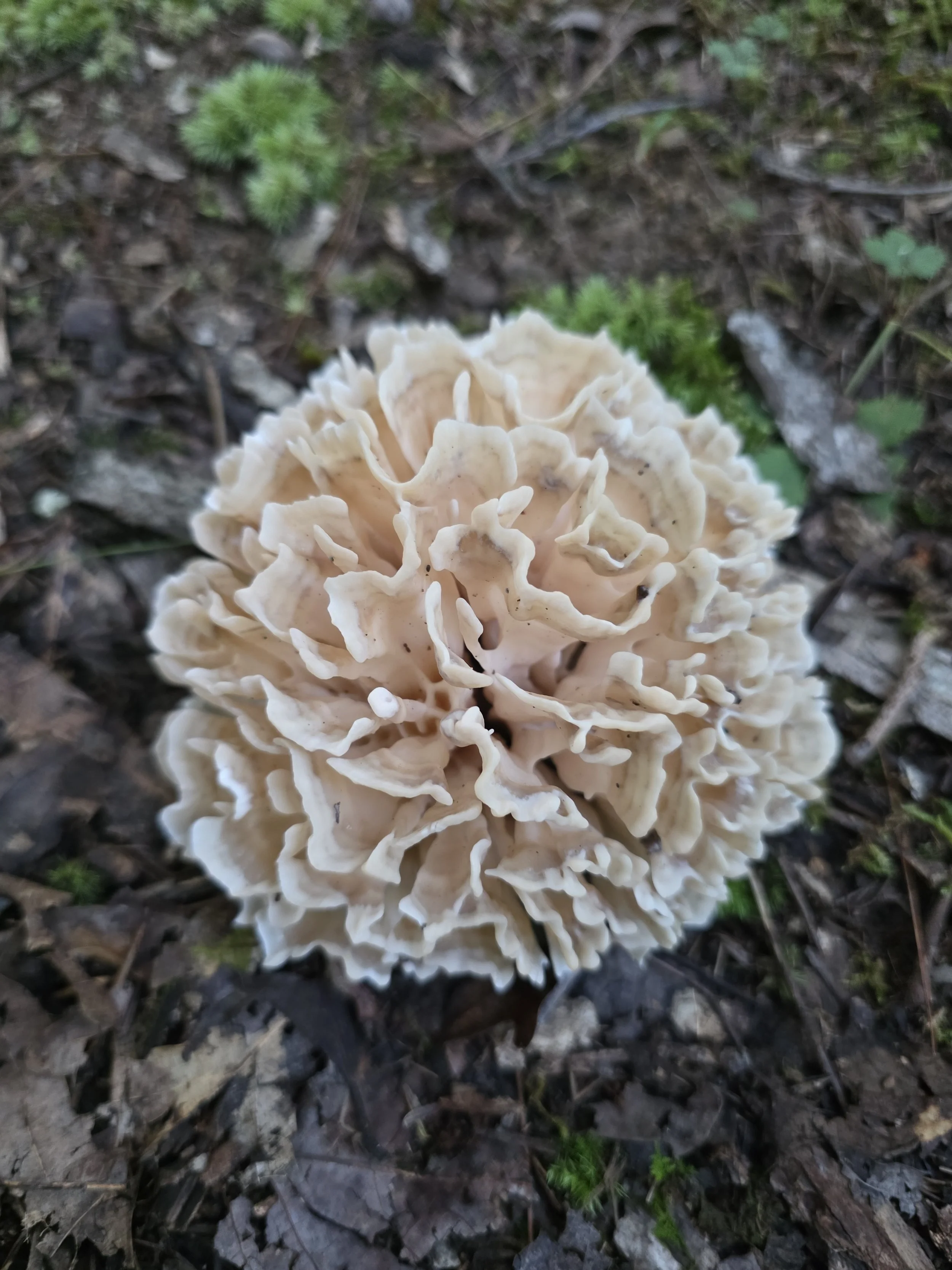 A large cauliflower mushroom growing in a dense, rounded cluster on the forest floor. It is a pale cream-colored, wavy, and has flattened leaflike branches resembling coral.