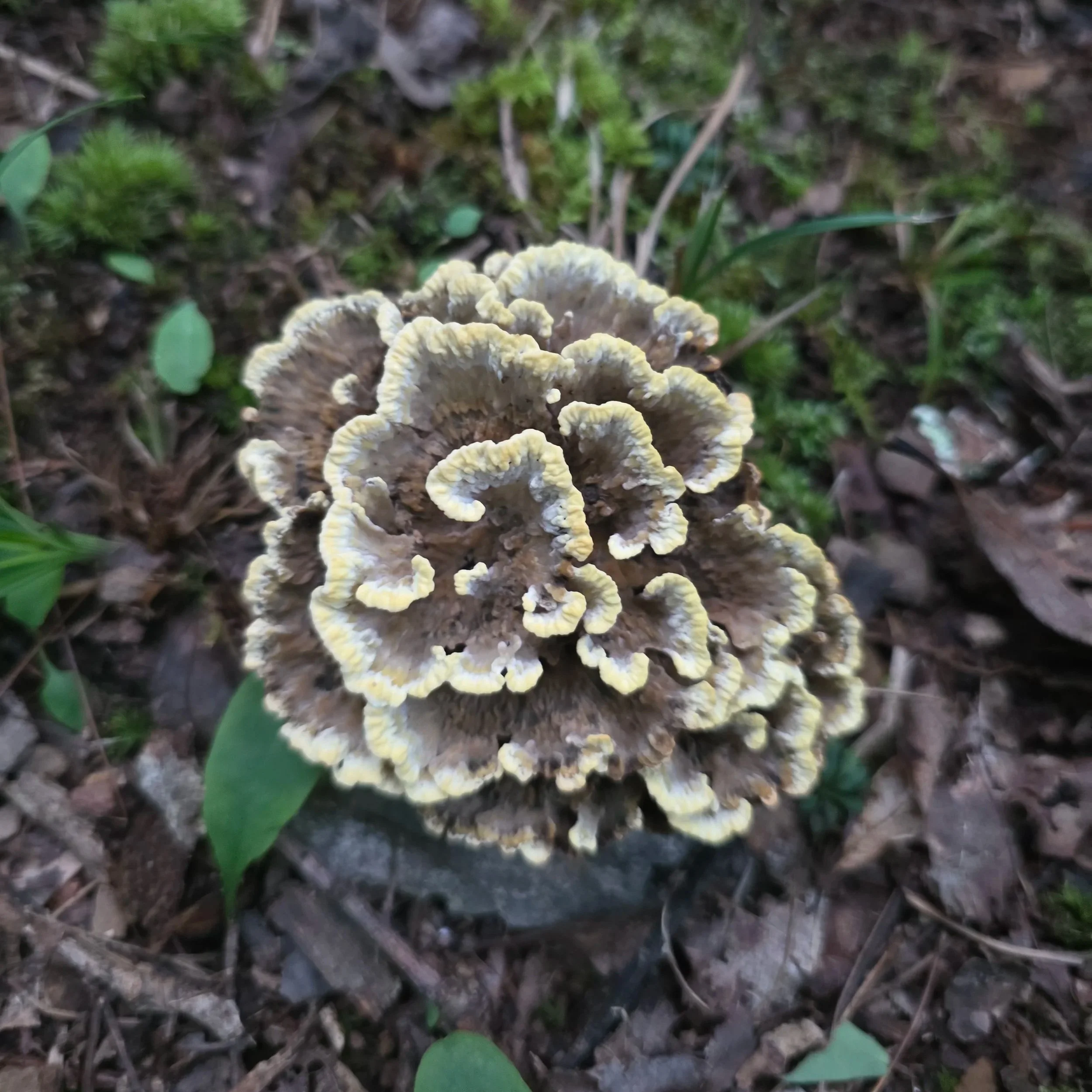 Vase earthfan fungus with wavy lobes of pale, whitish to golden margins, with gray center tones. Growing in a tight, overlapping rosette.