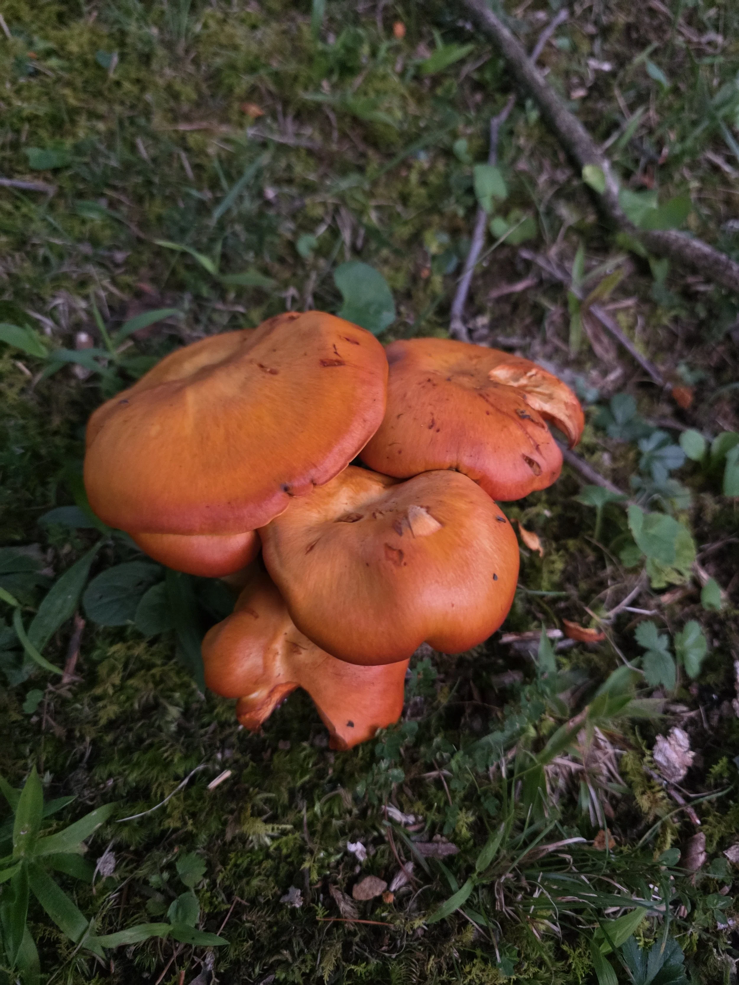 A cluster of jack-o'-lantern mushrooms, featuring bright orange caps, gorwing on moss.