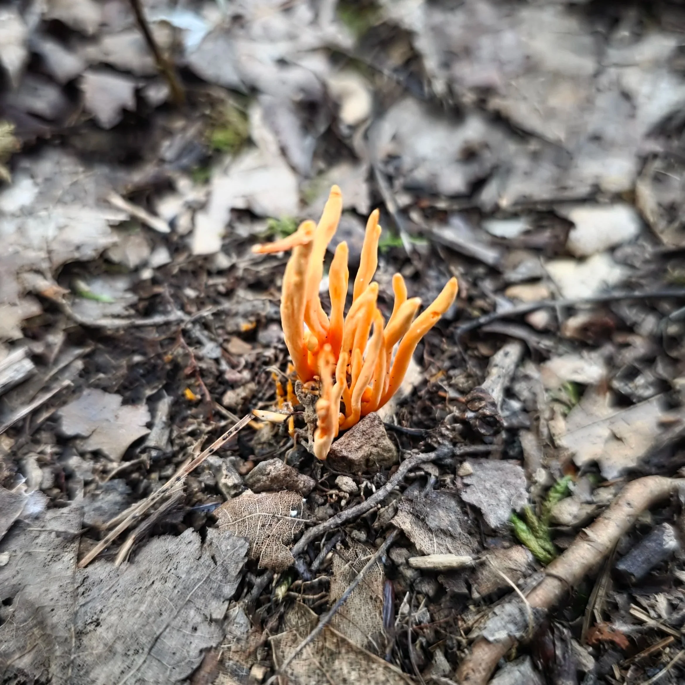 An orange spindle coral; a bright cluster of finger-like fruit bodies emerging from soil and leaf litter.