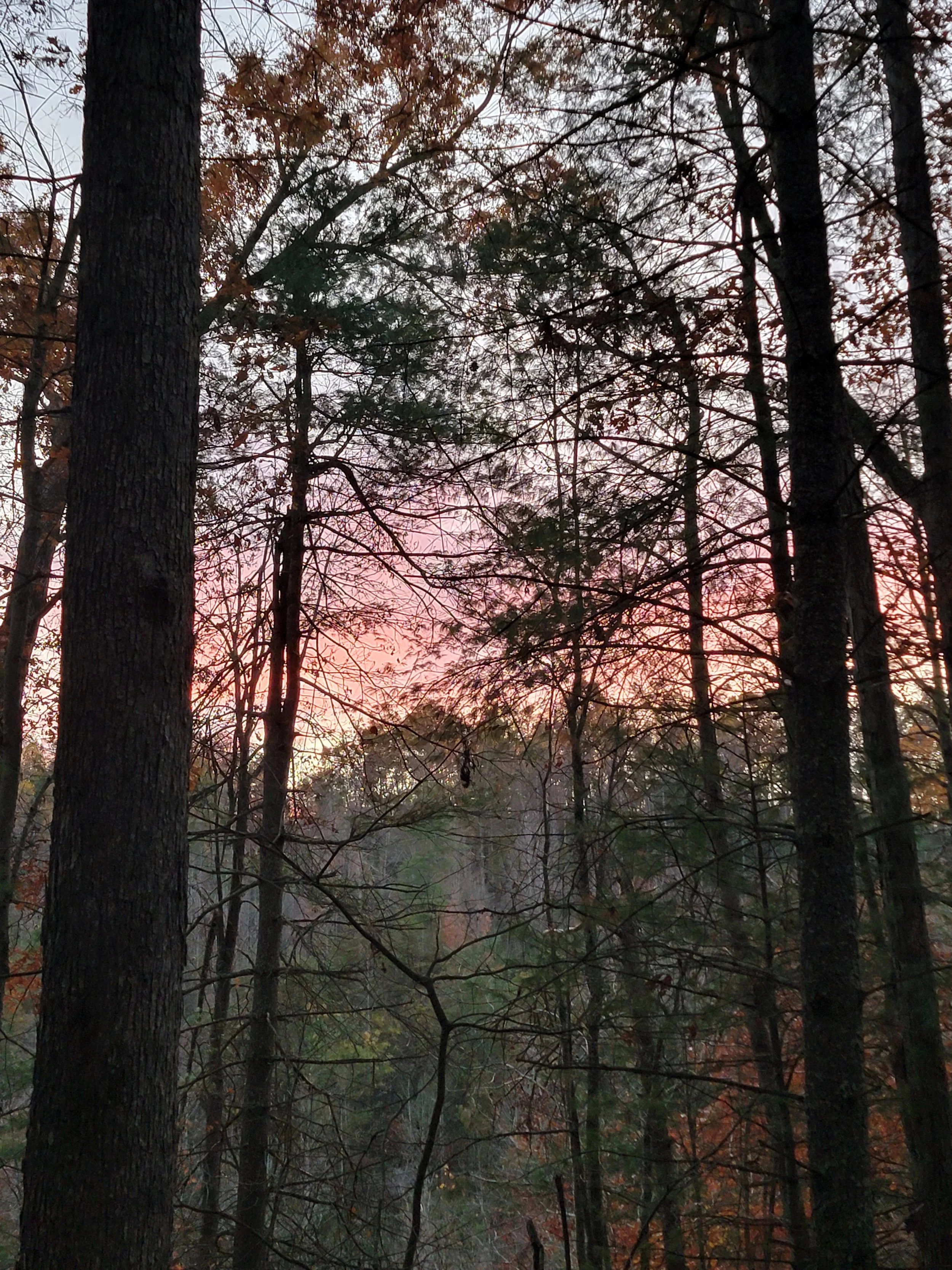 Trees with autumn foliage at sunset, pink and purple sky visible through branches.