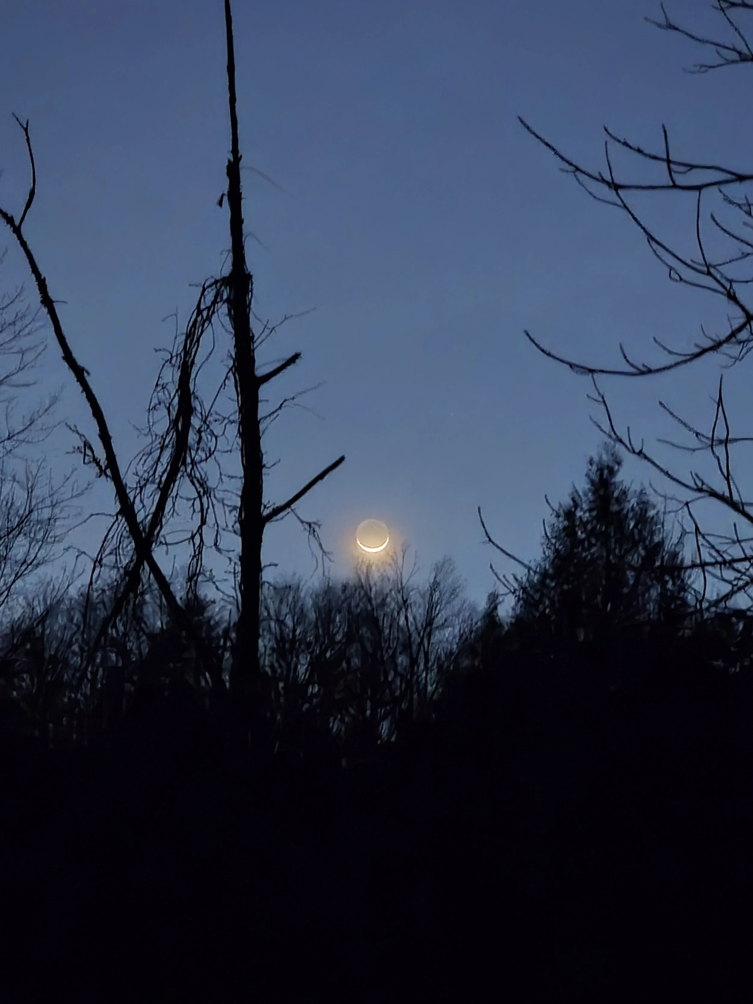 Late twilight deep in the forest, overlooking the canopy at the moon.