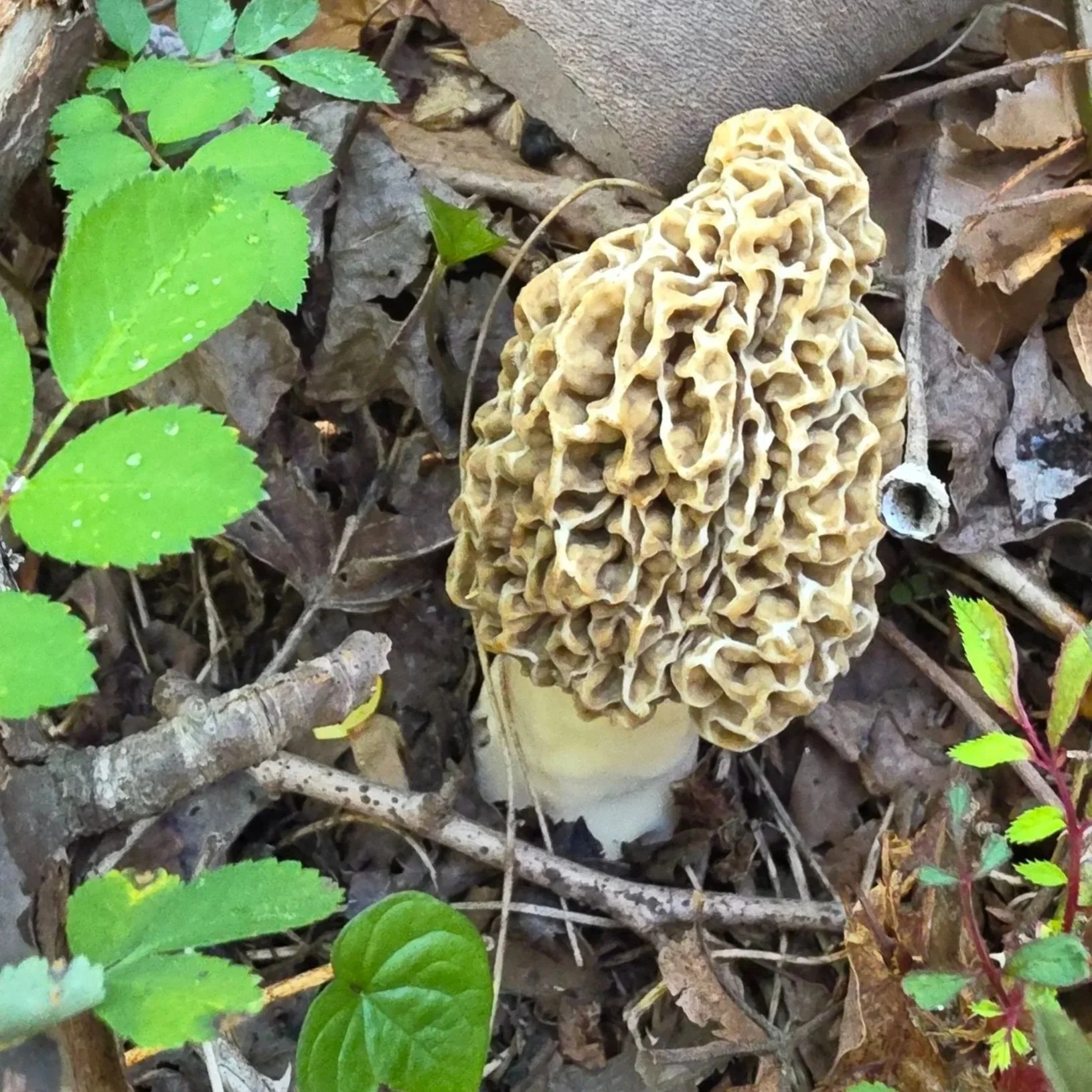 A large morel mushroom growing from forest debris, with a tan, honeycomb patterned cap and a thick white stem.
