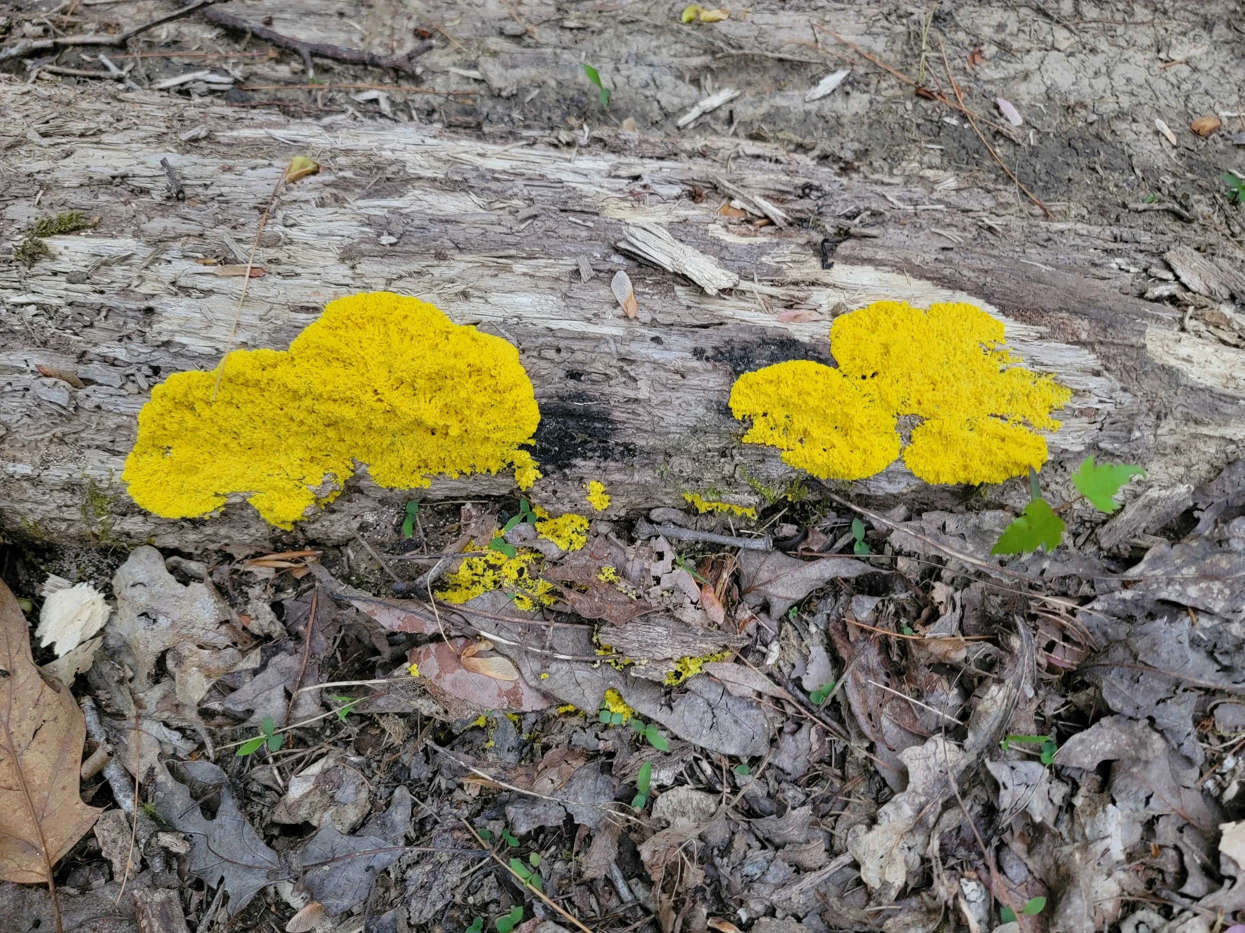 Scrambled-egg slime mold, on a log after a rain; a lovely, bright yellow protozoan, often mistaken for a fungus