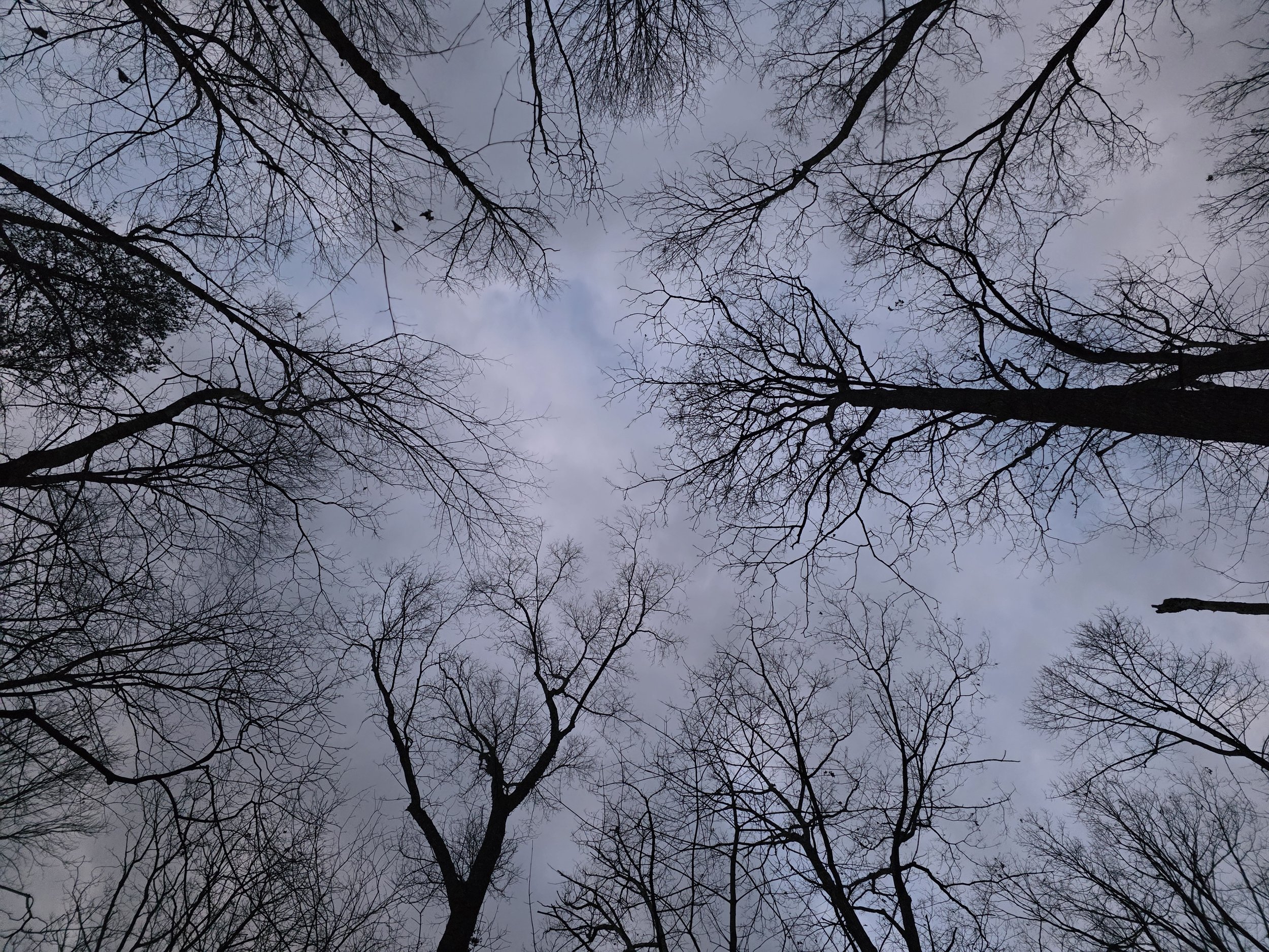 Twilight sky viewed from below a bare tree canopy during winter.