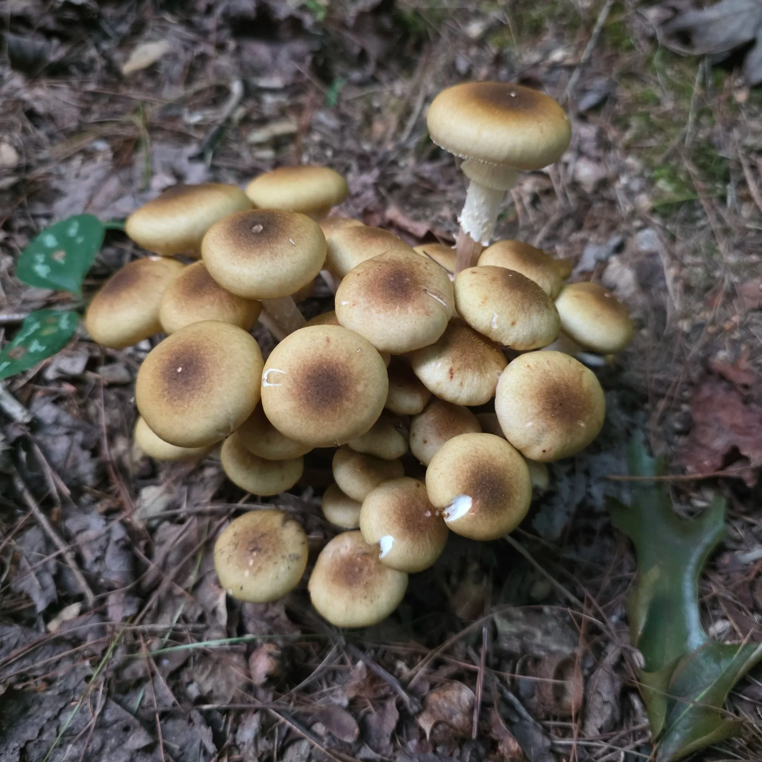 A tight cluster of honey mushrooms with slightly darker centers on their caps. Growing as a fused group on leaf litter.