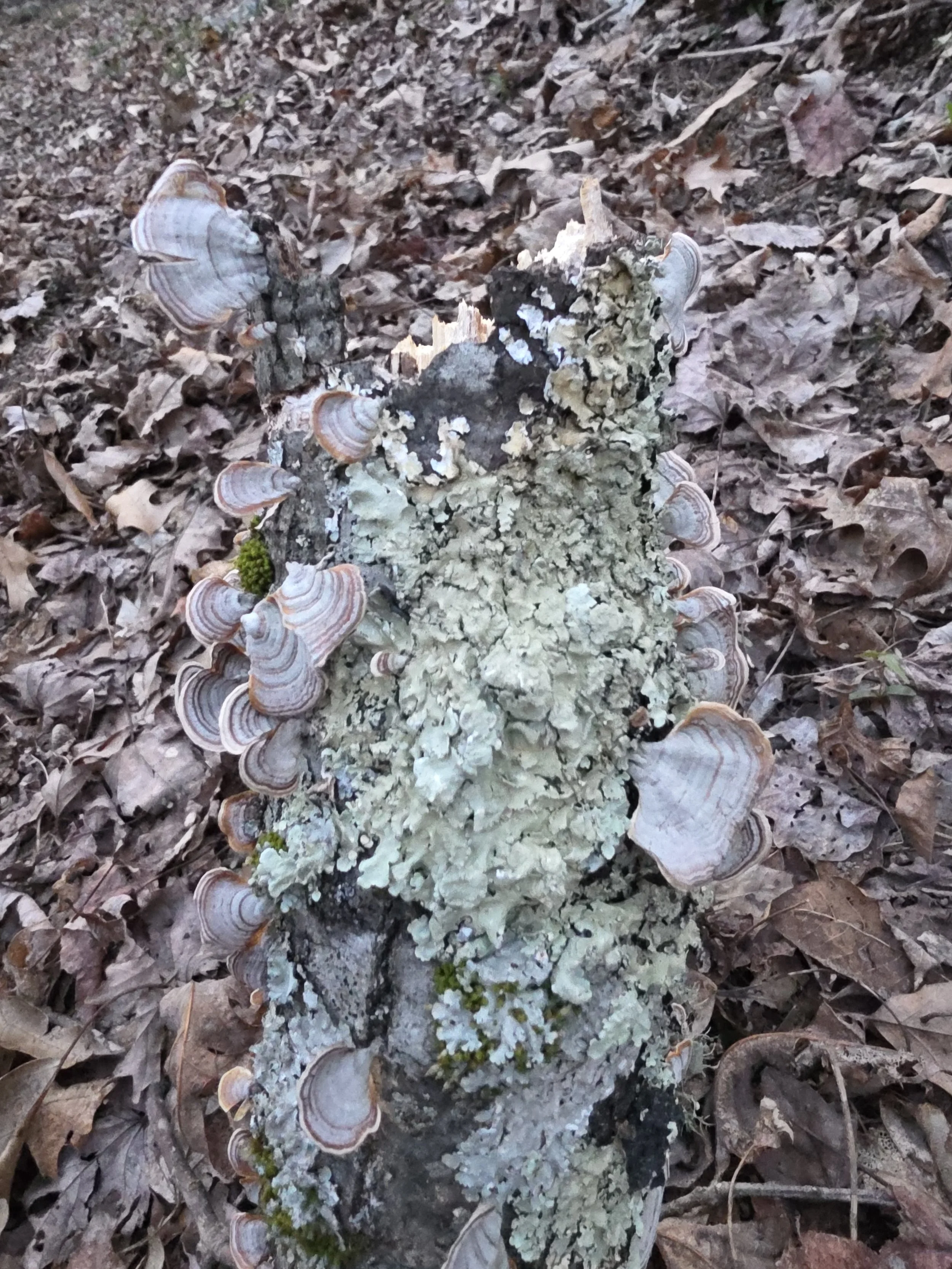 Cream, orange, brown, and white false turkey-tail fungi brackets and pale green lichen, both attached to a fallen log.