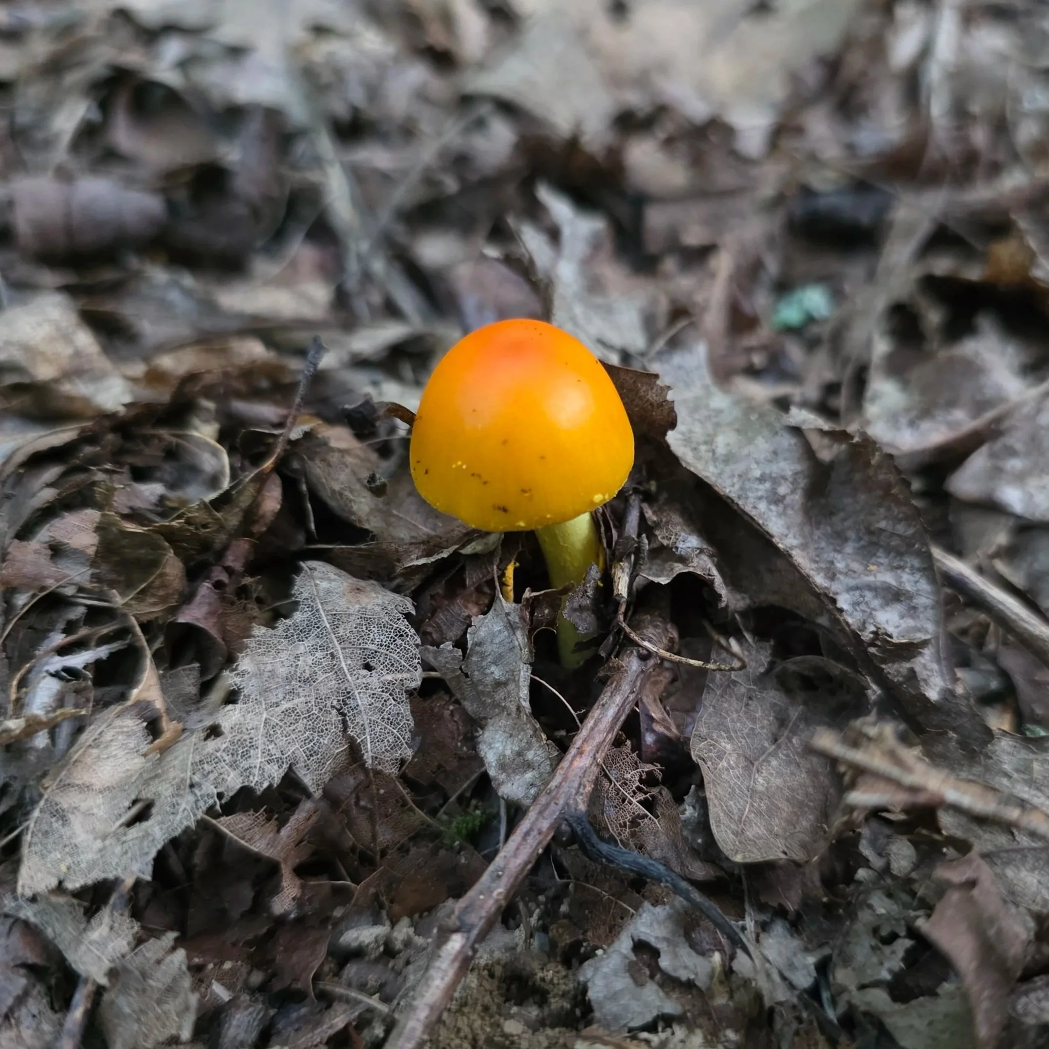A small, gilled mushroom with a smooth, bright yellow-orange convex cap and a pale yellow stem, growing from a bed of leaf litter.
