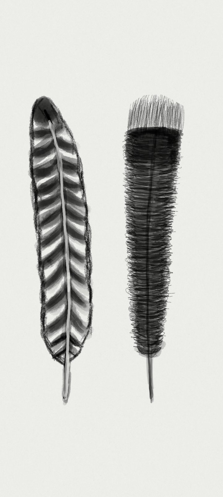 Two black and white feathers, one with a striped pattern and the other with a fuzzy texture.