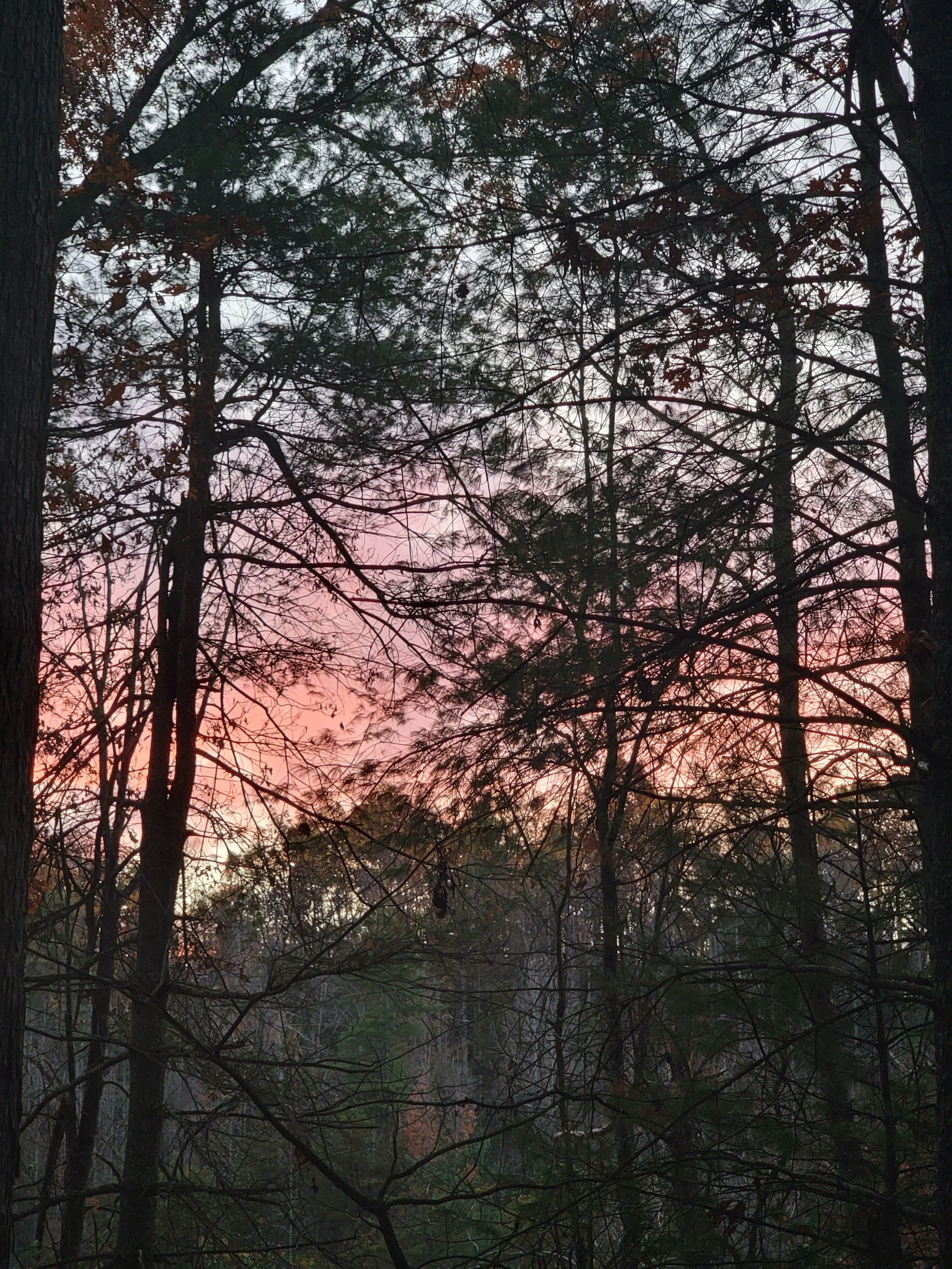 A view through a forest with tall trees and intricate, leafless branches against a pink and purple sky at dusk.