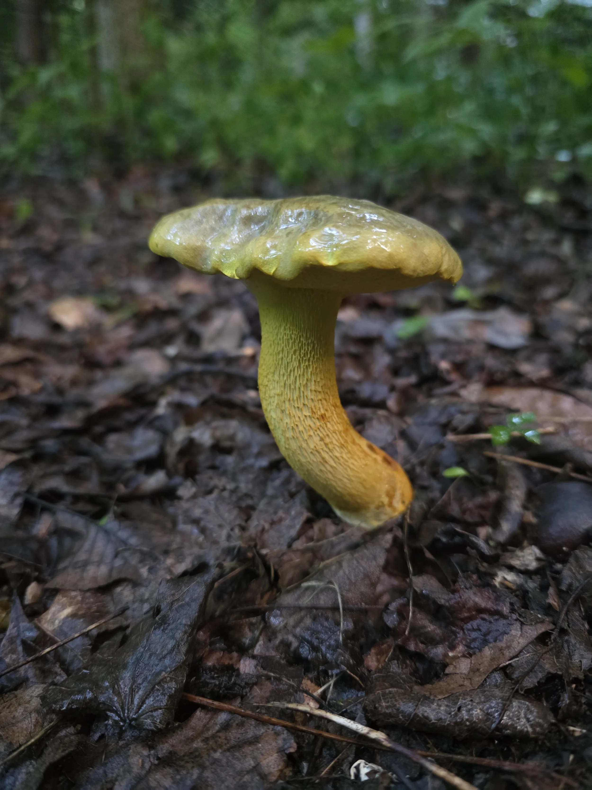 A wet, neon yellow bolete among dark leaf litter. It has a yellow-orange stipe covered with prominent reticulate texture.
