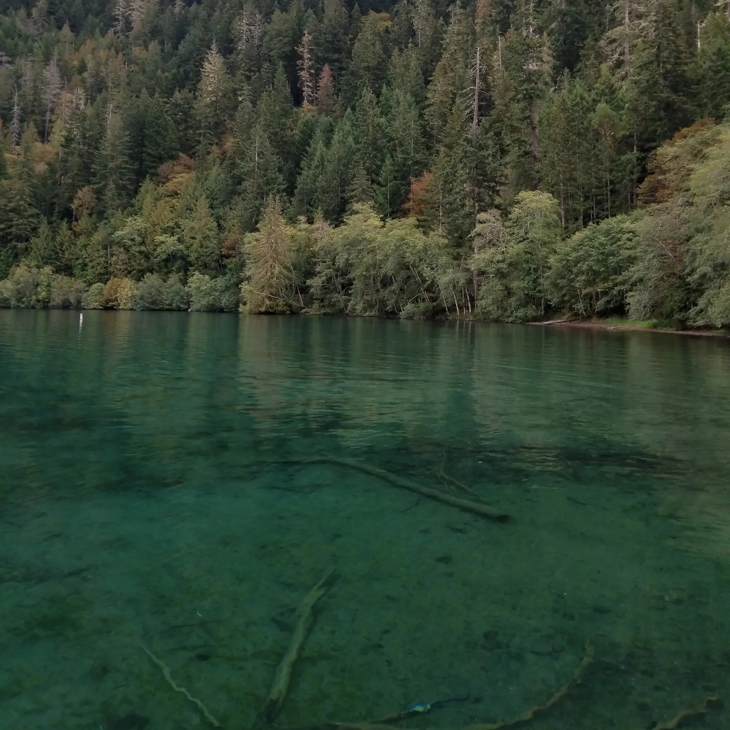 A clear greenish lake with fallen tree branches submerged underwater. A dense forest of mainly evergreen trees lines the far shore, with some trees leaning over the water.