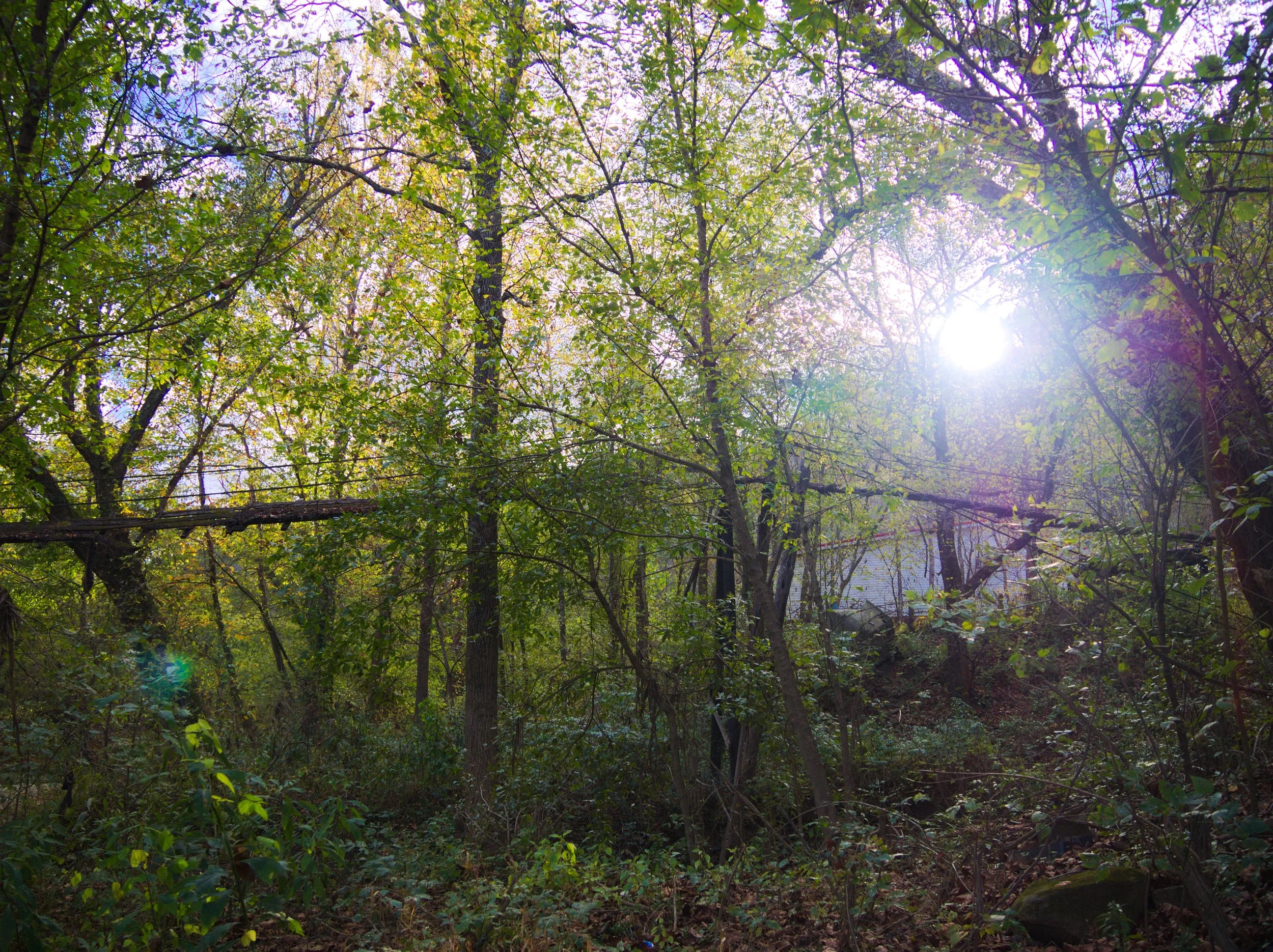 Sunlight shining through a dense forest with green leaves, trees, and underbrush.